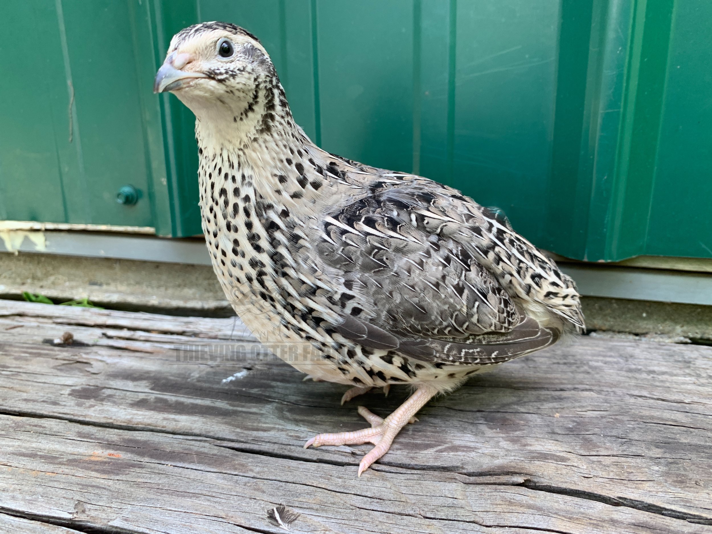 Falb Fee Coturnix quail