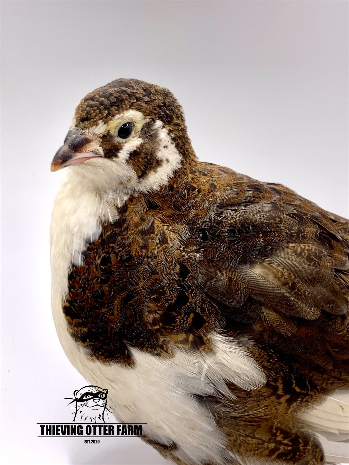 Tibetan Tuxedo Coturnix quail