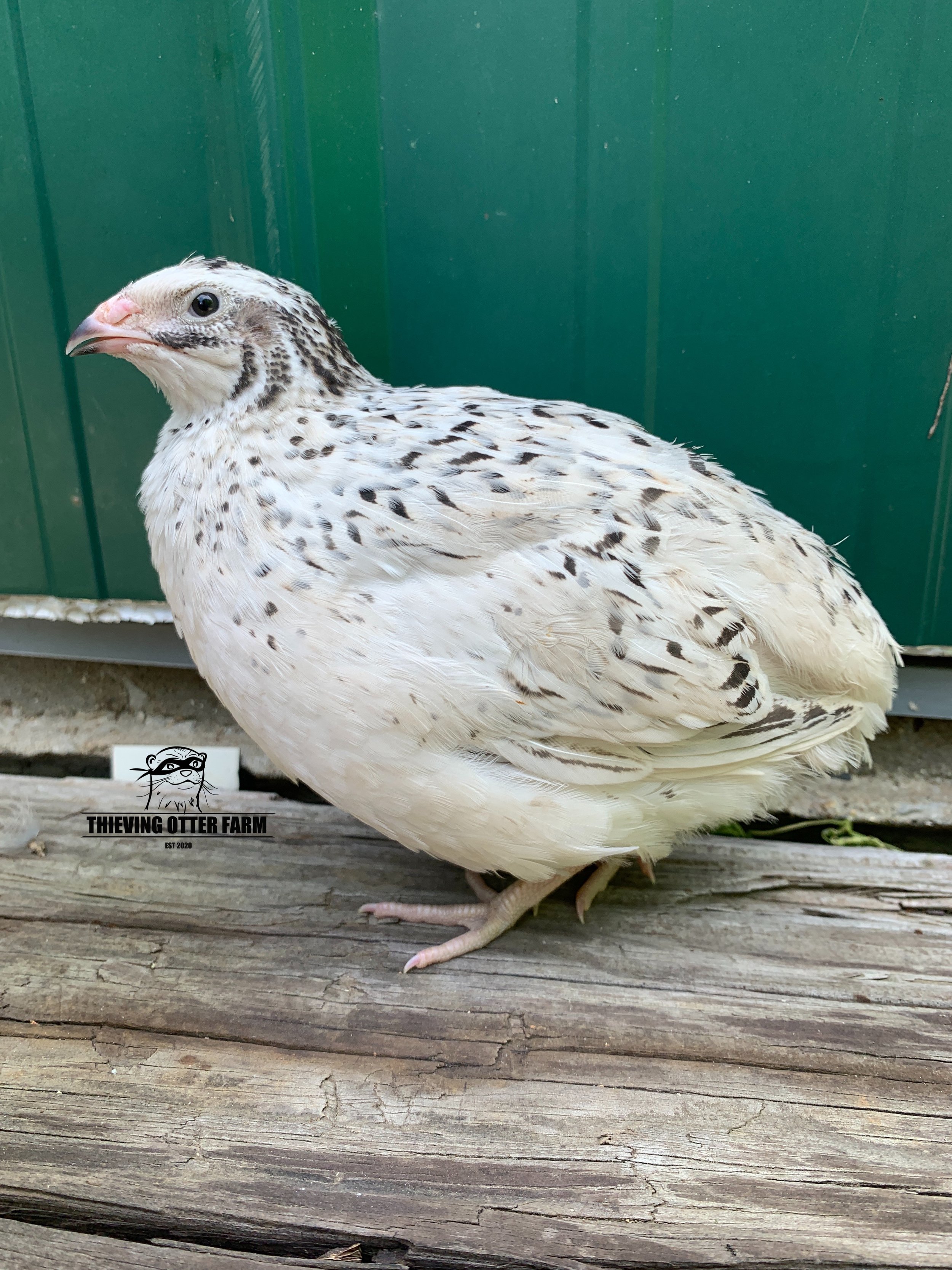 Pearl Fee Coturnix quail
