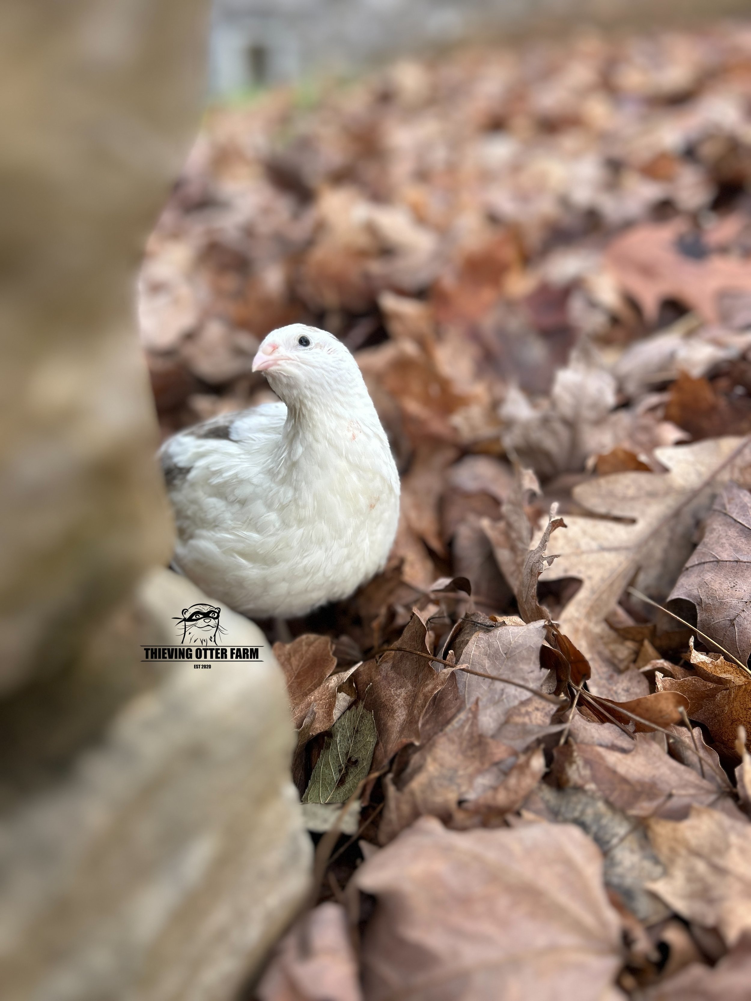 eZy Watermark_27-12-2024_03-14-58-0320PM.JPG