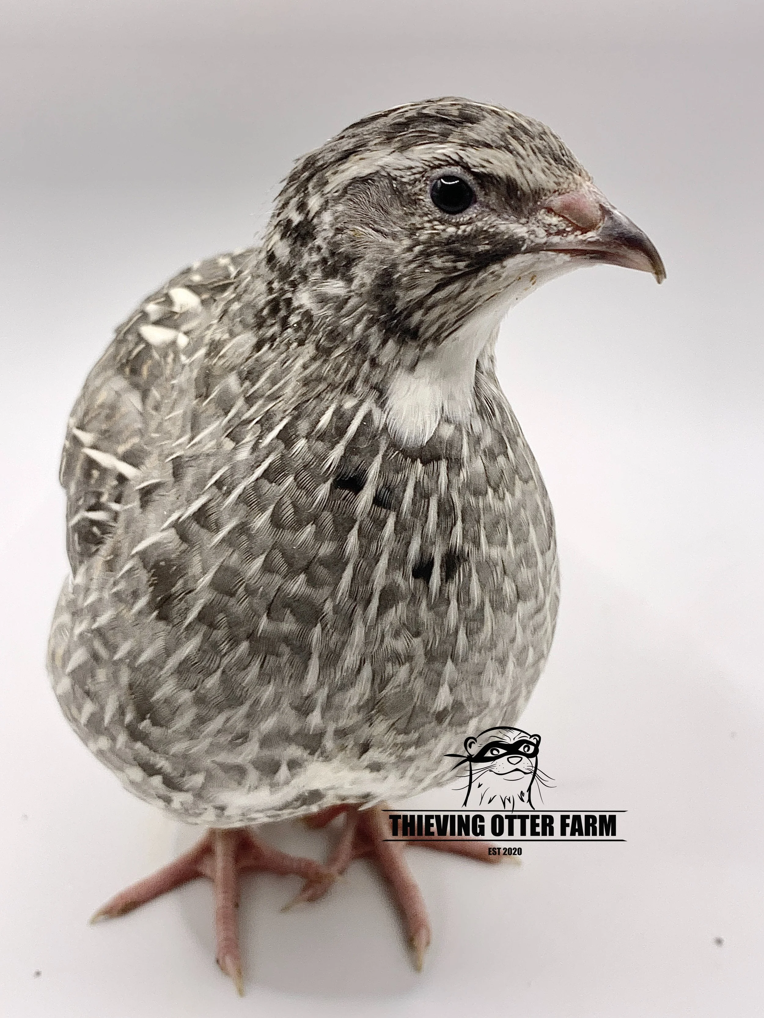 Andalusian Coturnix quail