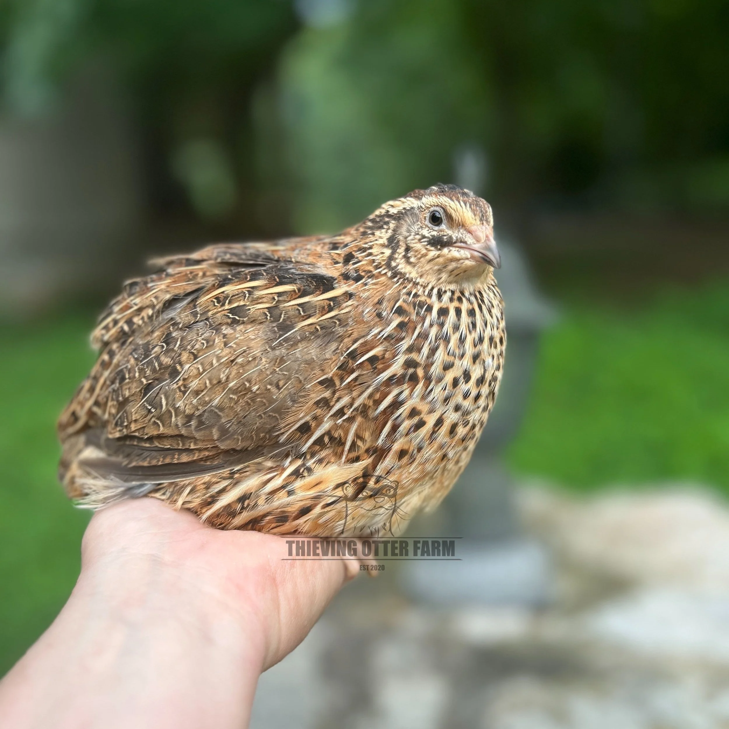 Jumbo brown coturnix quail