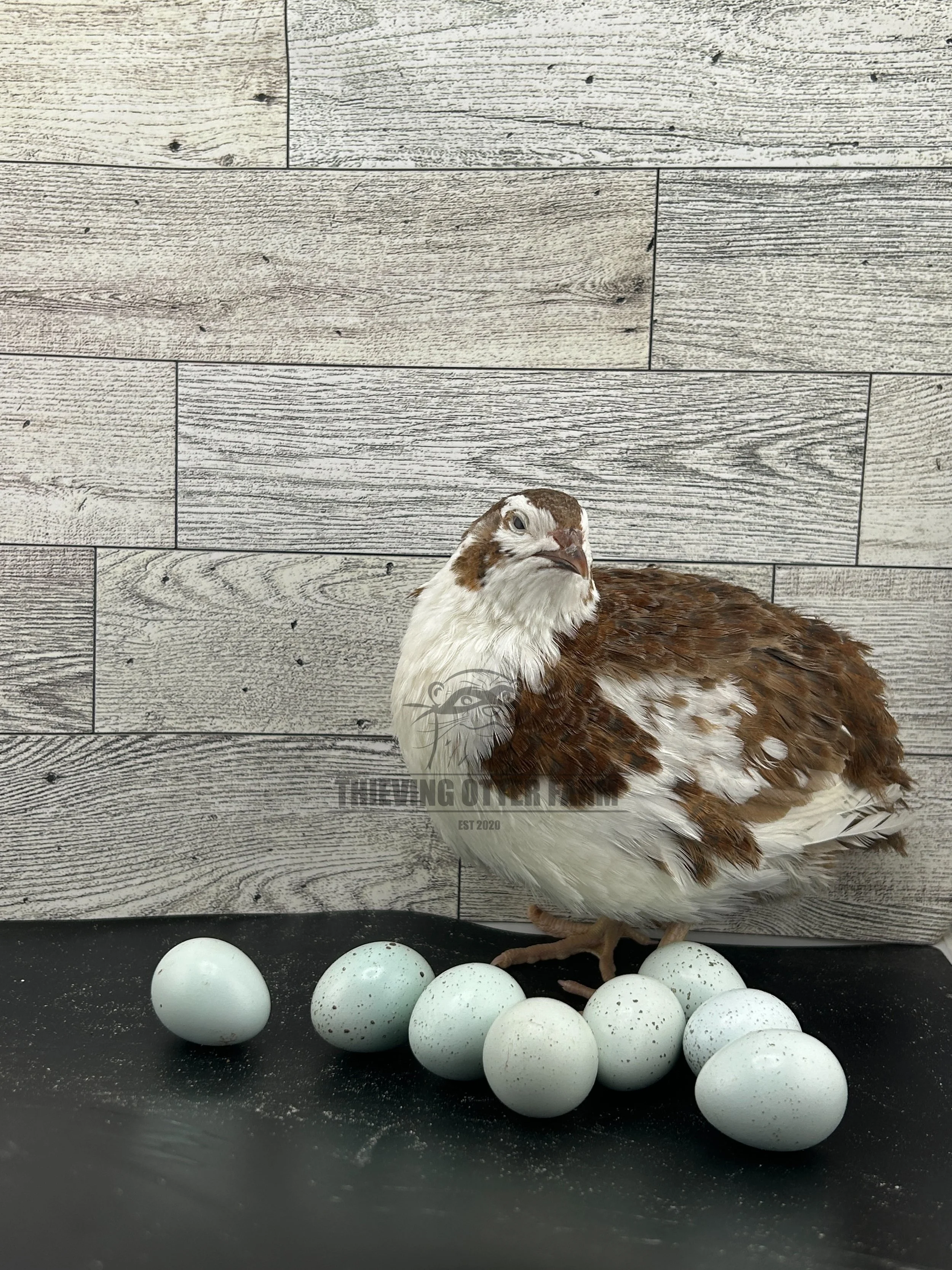 A bird, likely a quail, stands on a black surface surrounded by white eggs with speckles, against a wood-textured wall background.