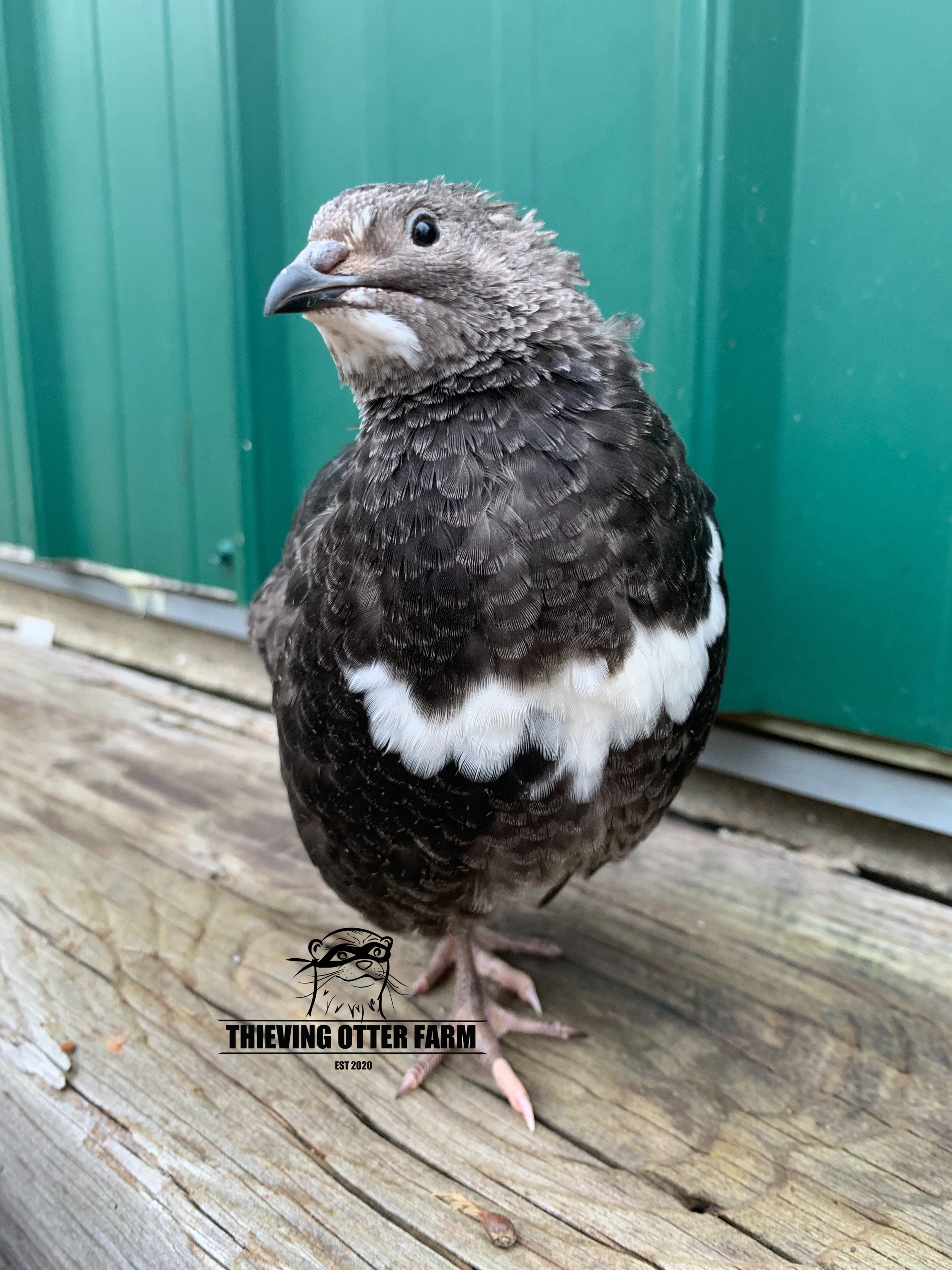 Banded Black Coturnix quail