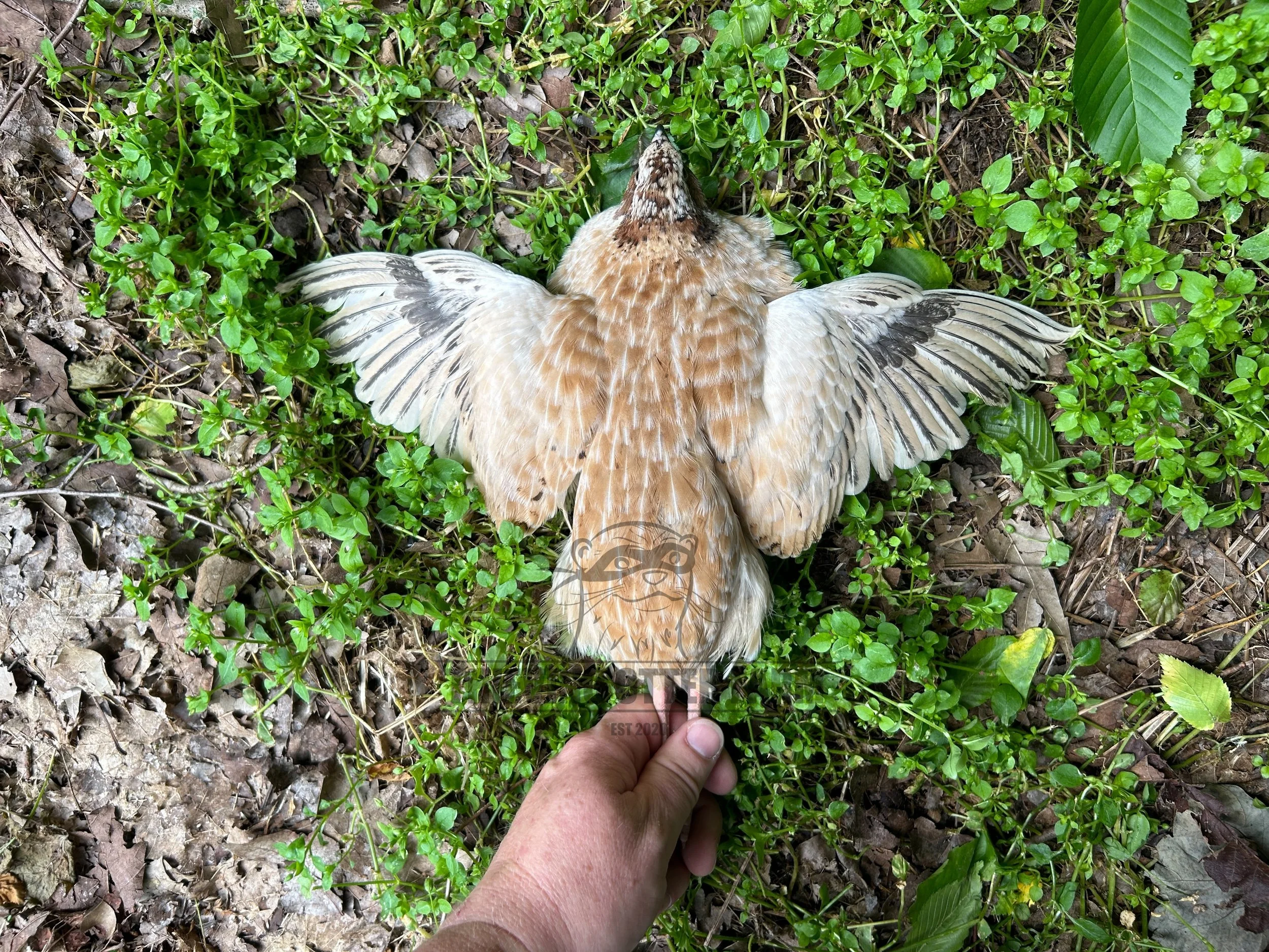 Jumbo Brown Coturnix Quail Hatching Eggs for Sale — Thieving Otter Farm