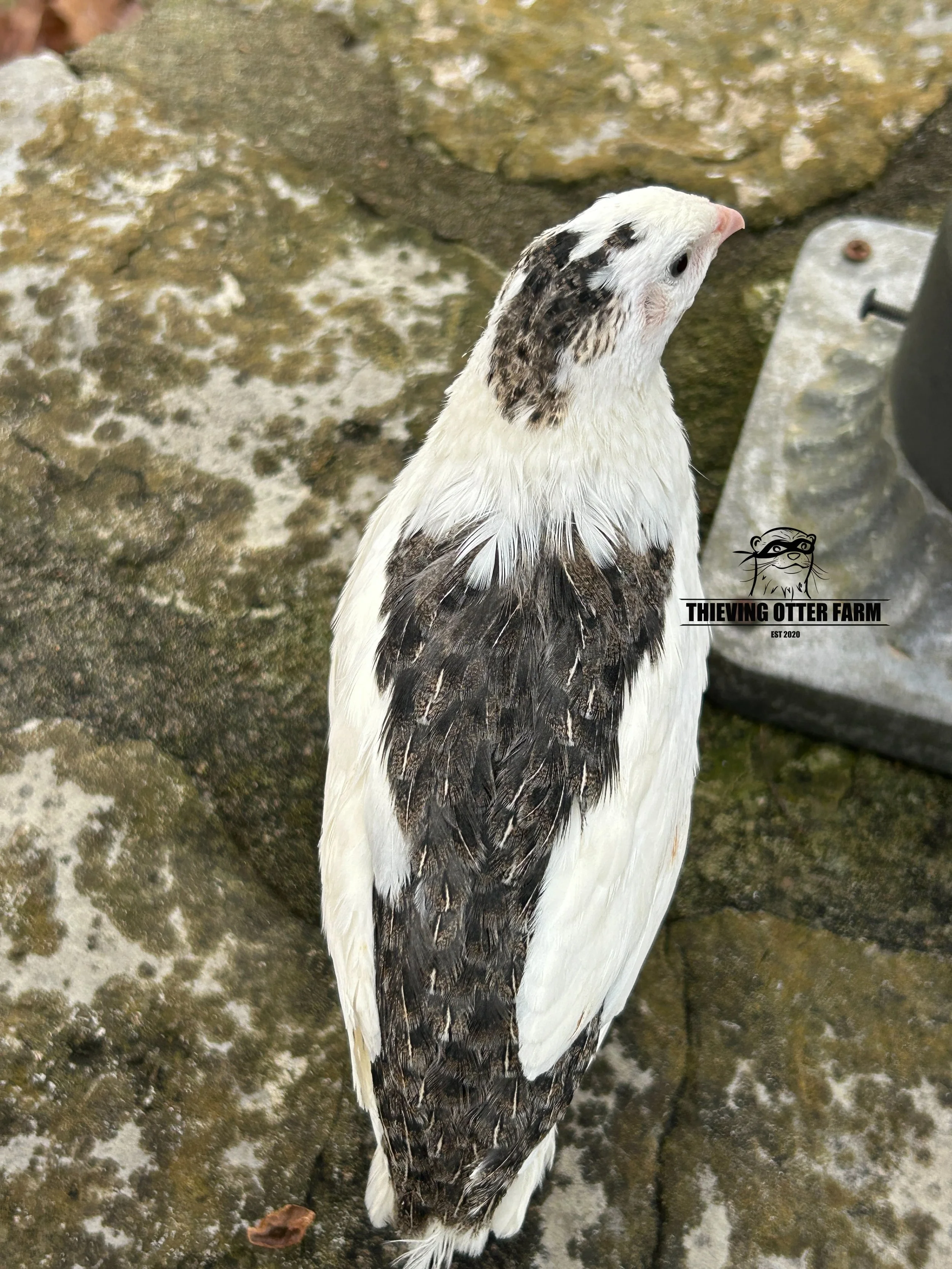 eZy Watermark_27-12-2024_03-14-58-4550PM.JPG