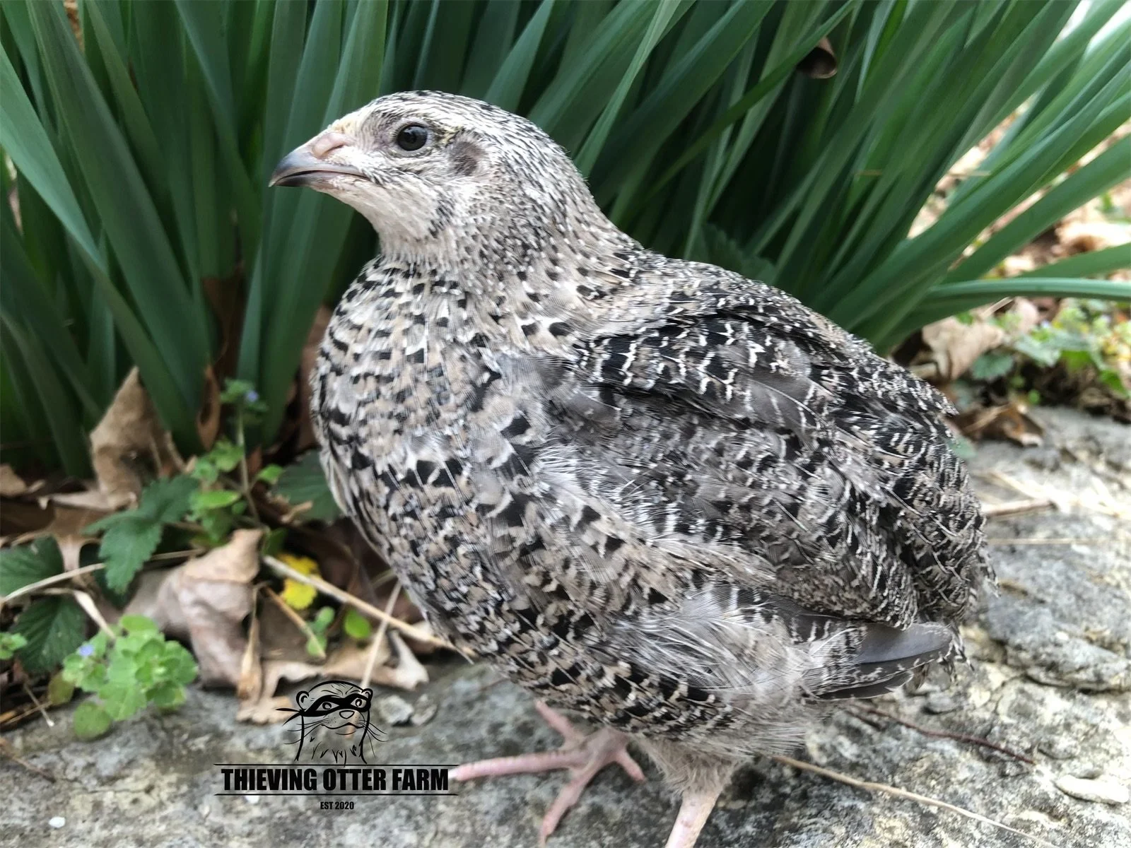 Grau Fee Coturnix quail