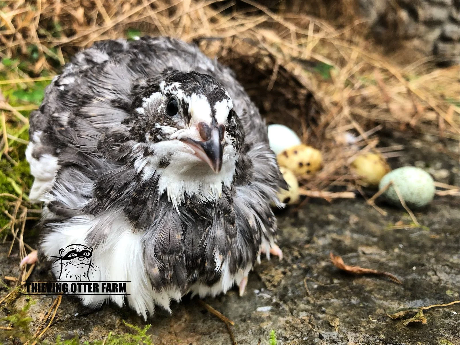 Andalusian EB Coturnix Quail