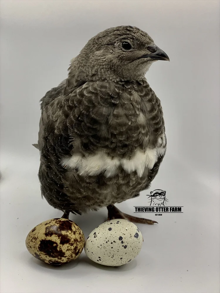 Black Coturnix Quail — Thieving Otter Farm