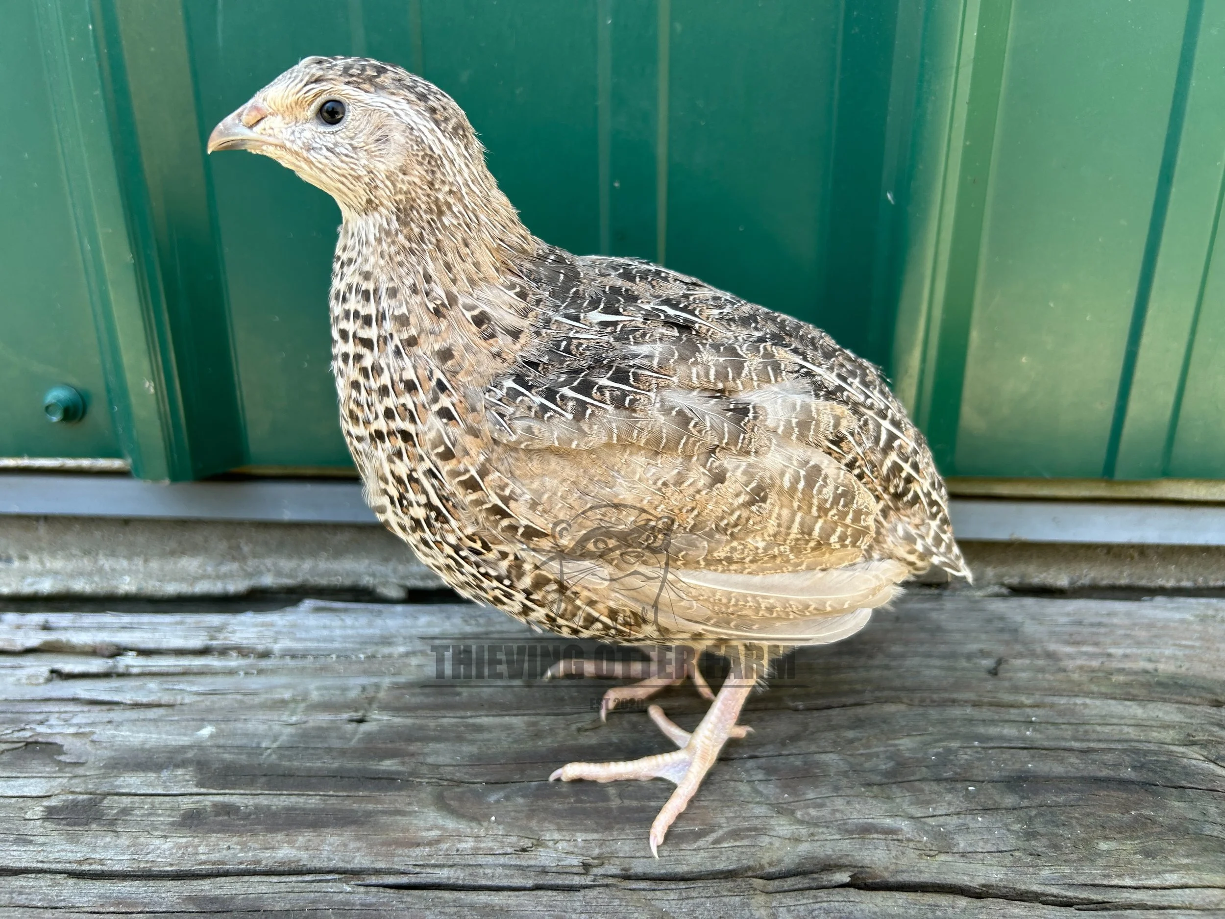 A Coturnix quail with brown and black patterned feathers standing on a wooden surface in front of a green wall.
