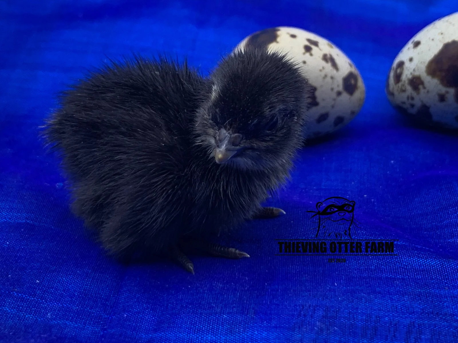 Black Coturnix Quail — Thieving Otter Farm