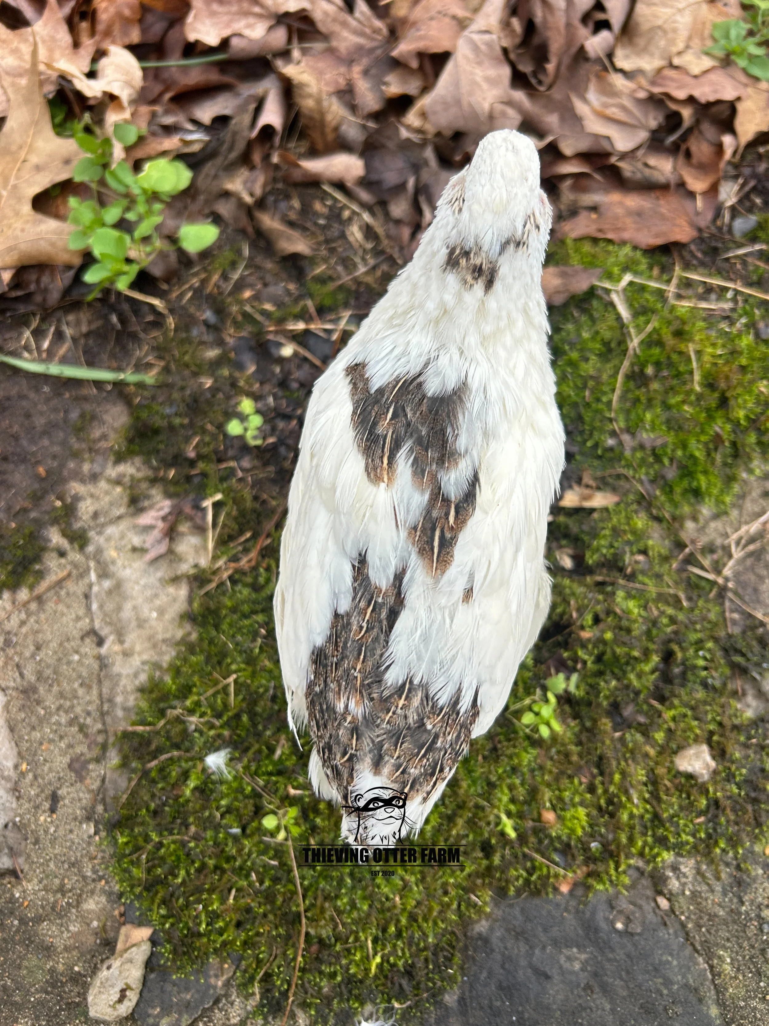 eZy Watermark_27-12-2024_03-14-59-6870PM.JPG