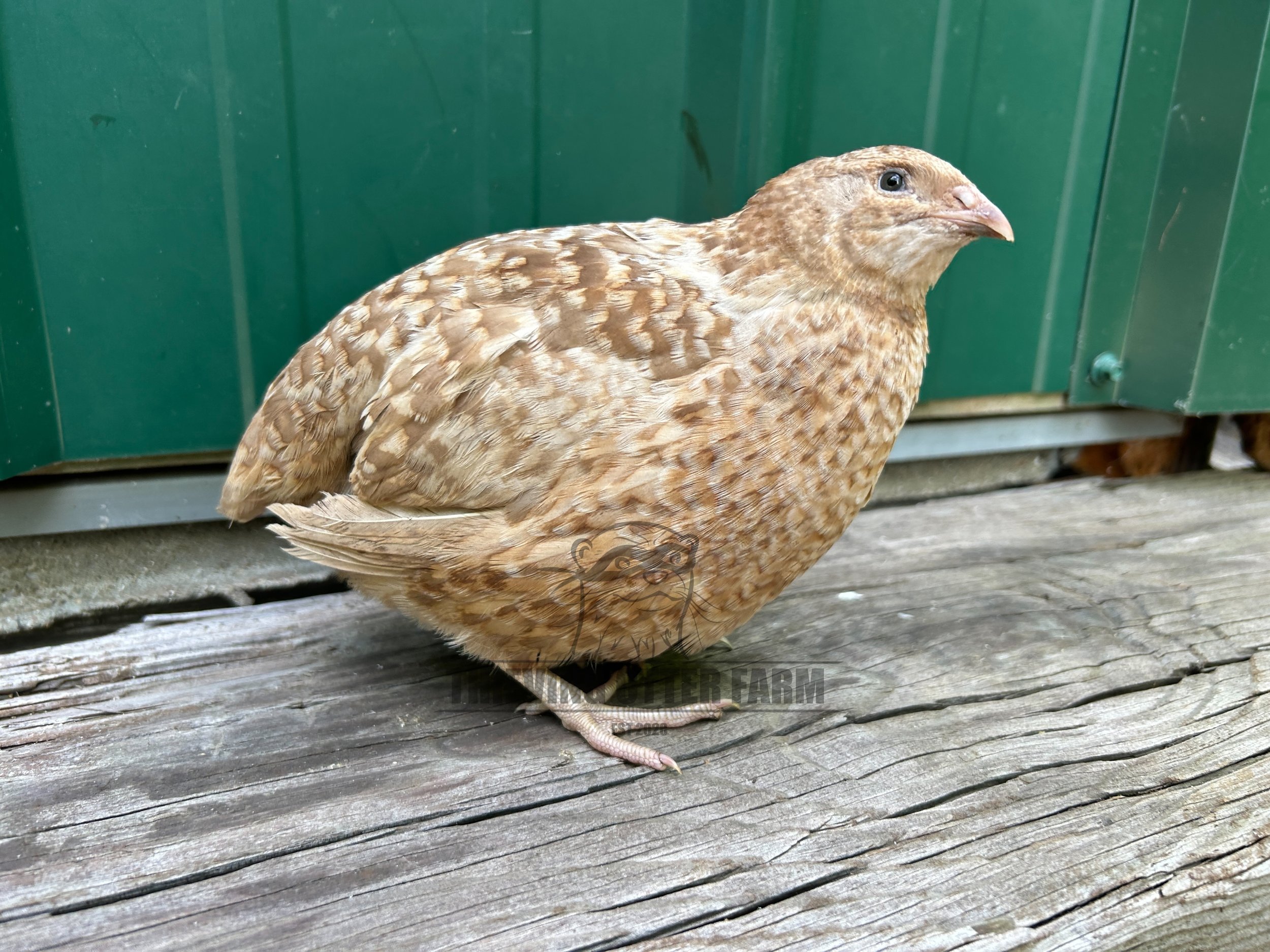 A coturnix quail standing on a weathered wooden surface in front of a green metal wall.