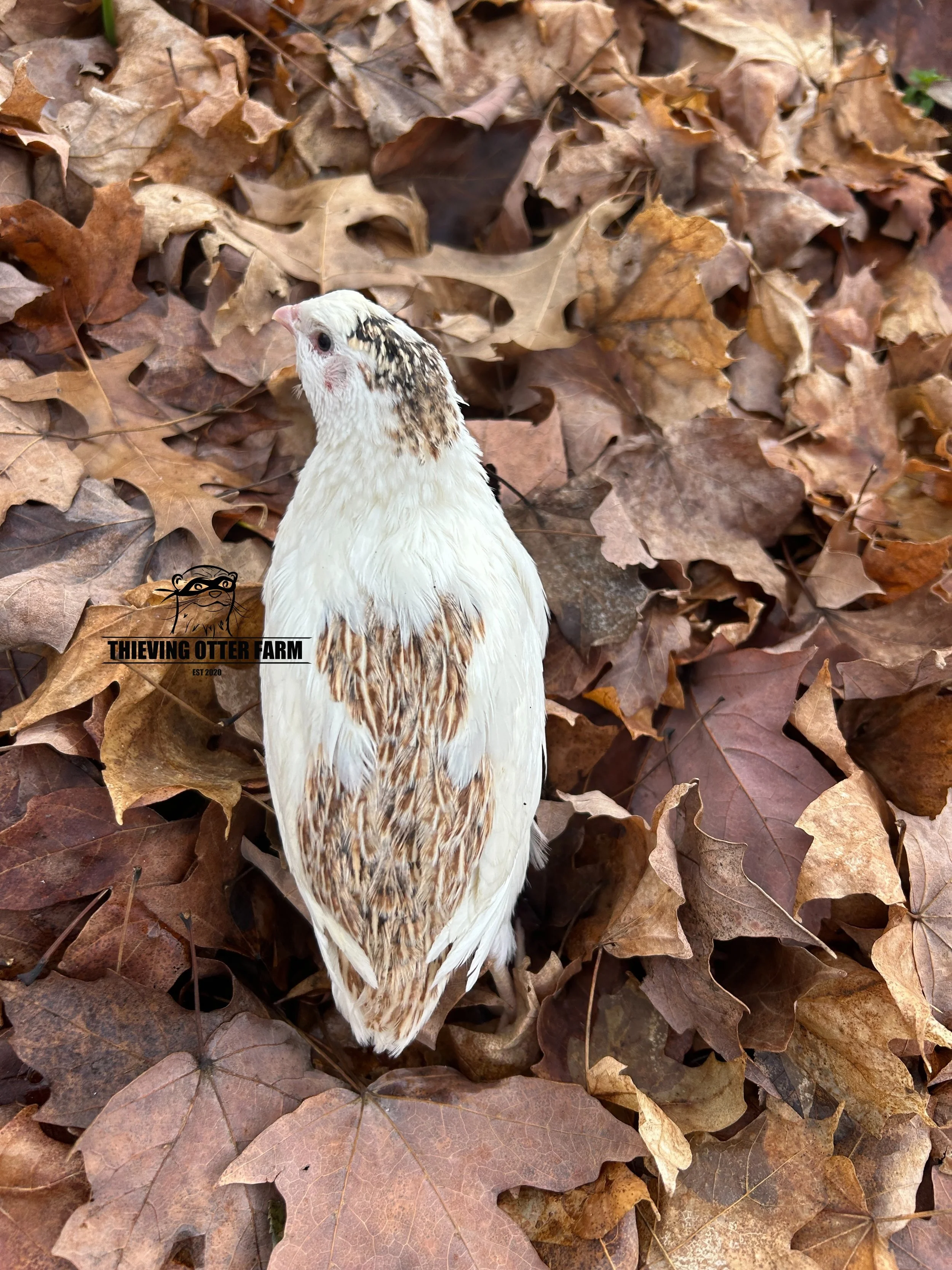 eZy Watermark_27-12-2024_03-14-59-2990PM.JPG