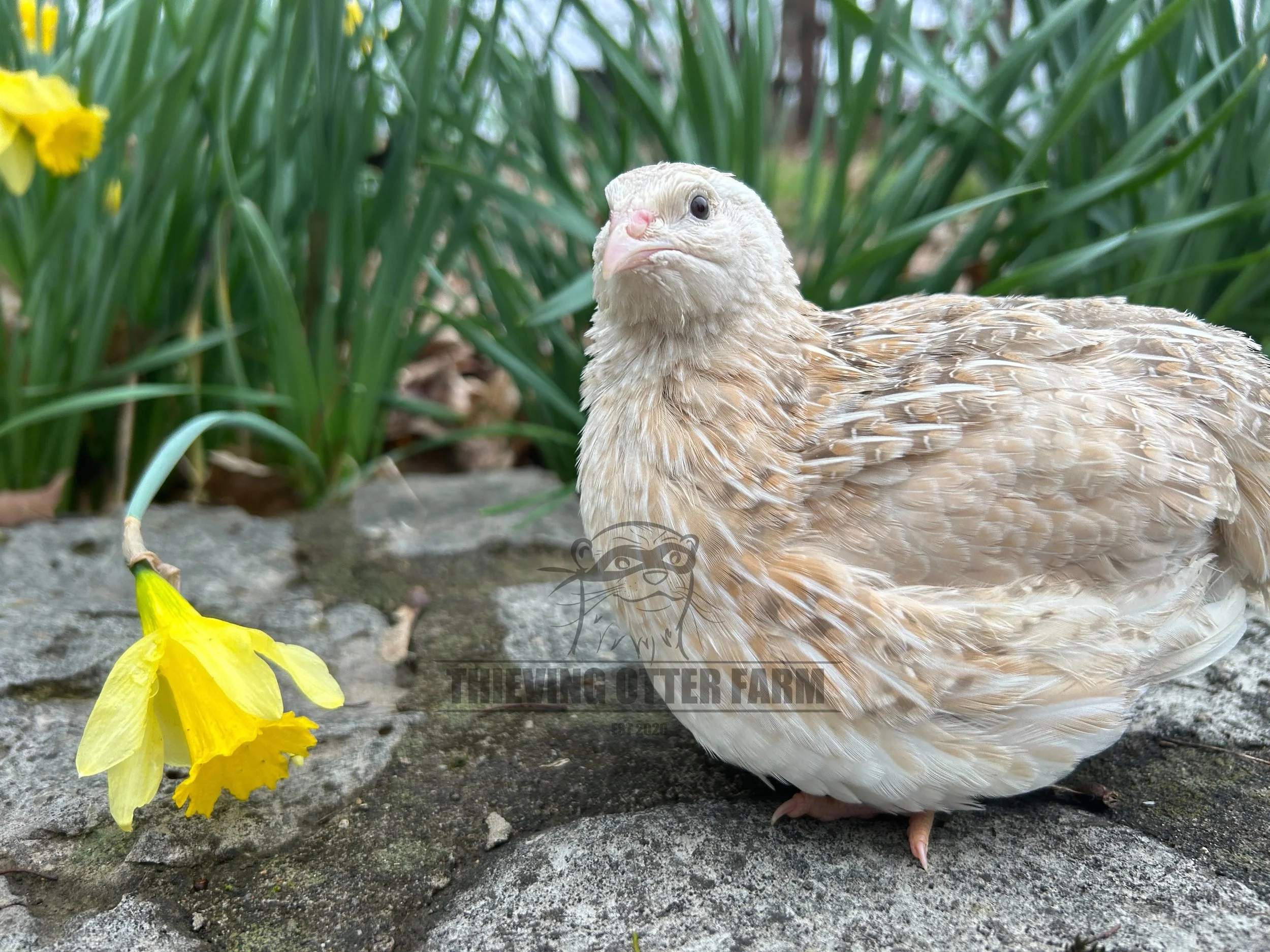 A Cinnamon coturnix quail sitting on a stone surface next to a wilted yellow flower and green foliage.