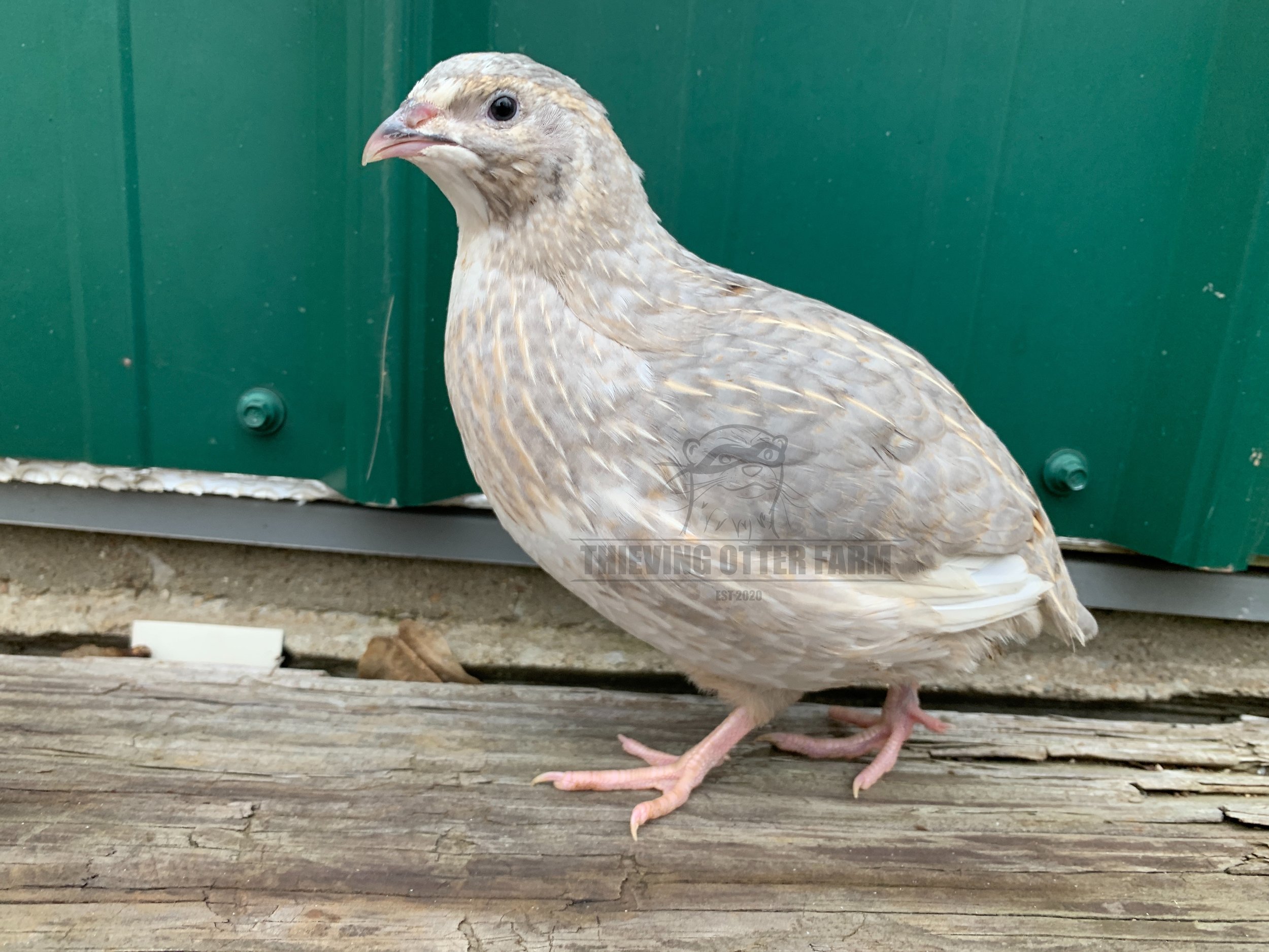 Andalusian Coturnix quail
