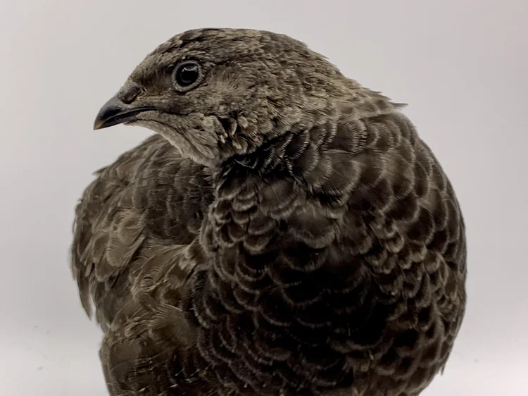 Coturnix Quail — Thieving Otter Farm