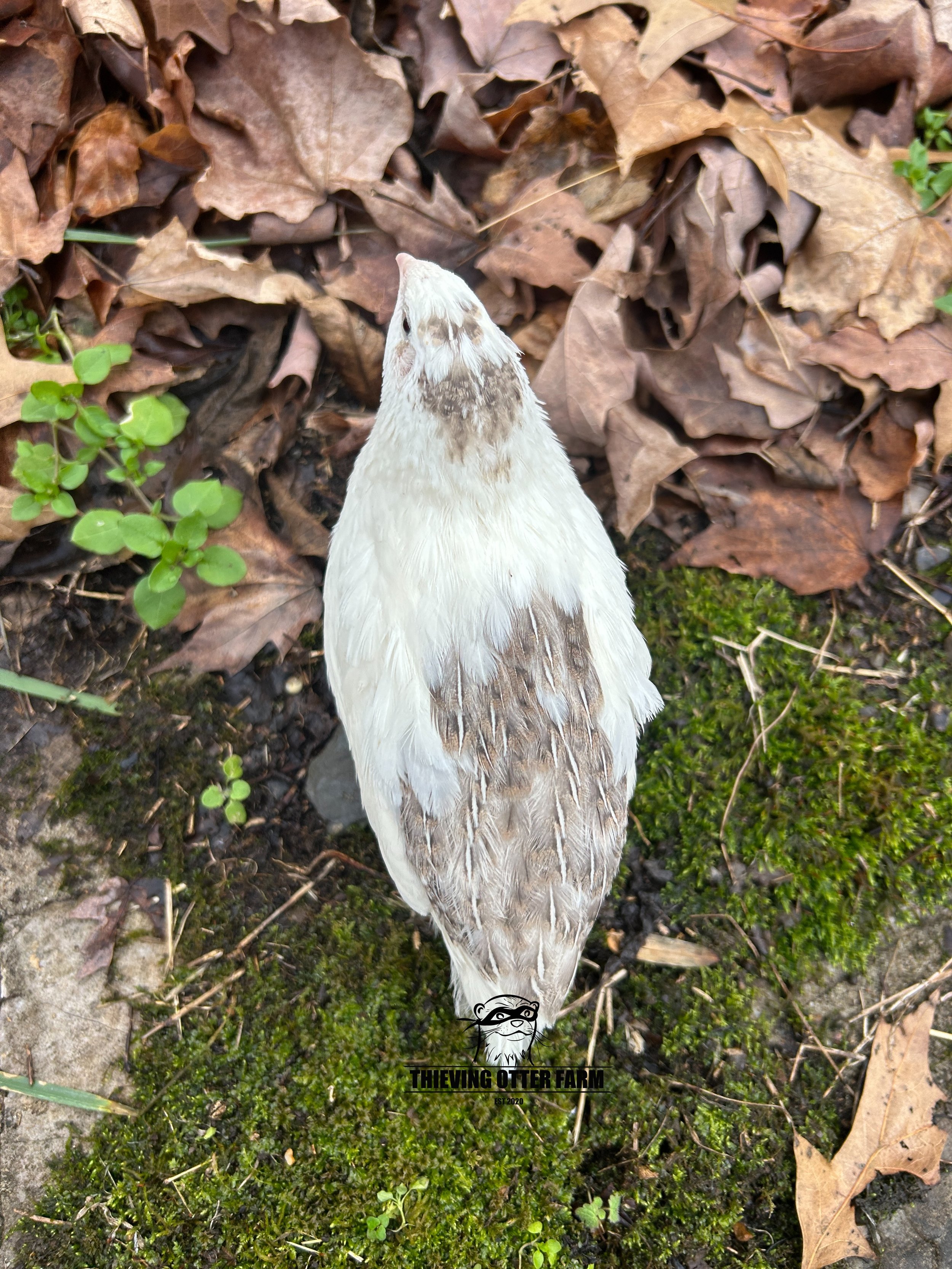 eZy Watermark_27-12-2024_03-12-25-5160PM.JPG