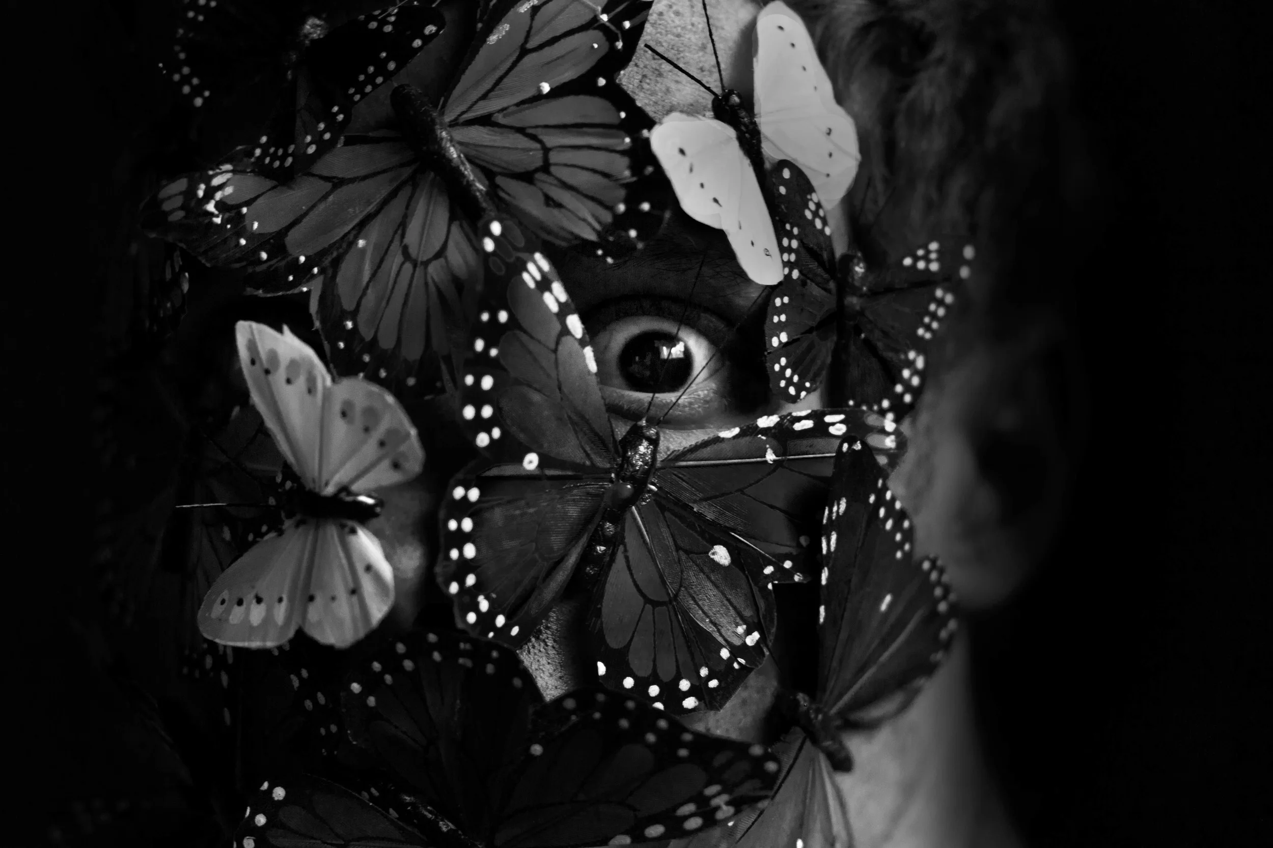 2012-03 will butterflies.jpg