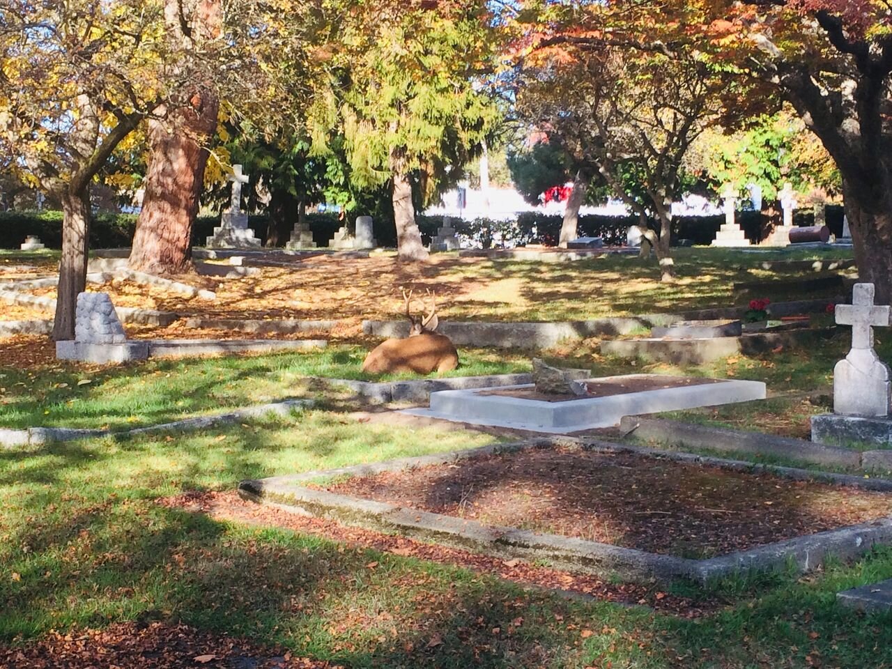 The Annual Ross Bay Cemetery Psychic Walk