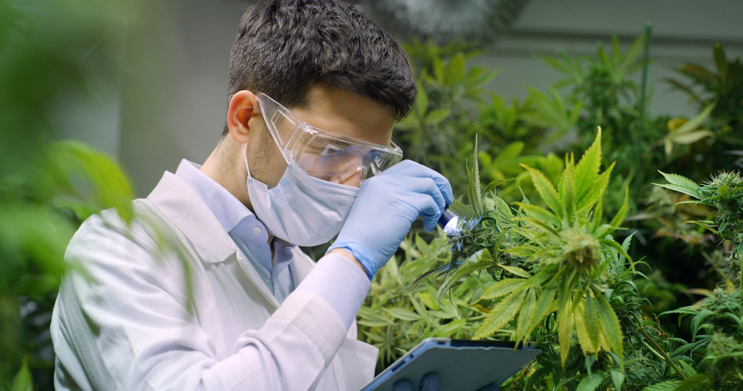 Top 5 Cannabis Cultivation Violations