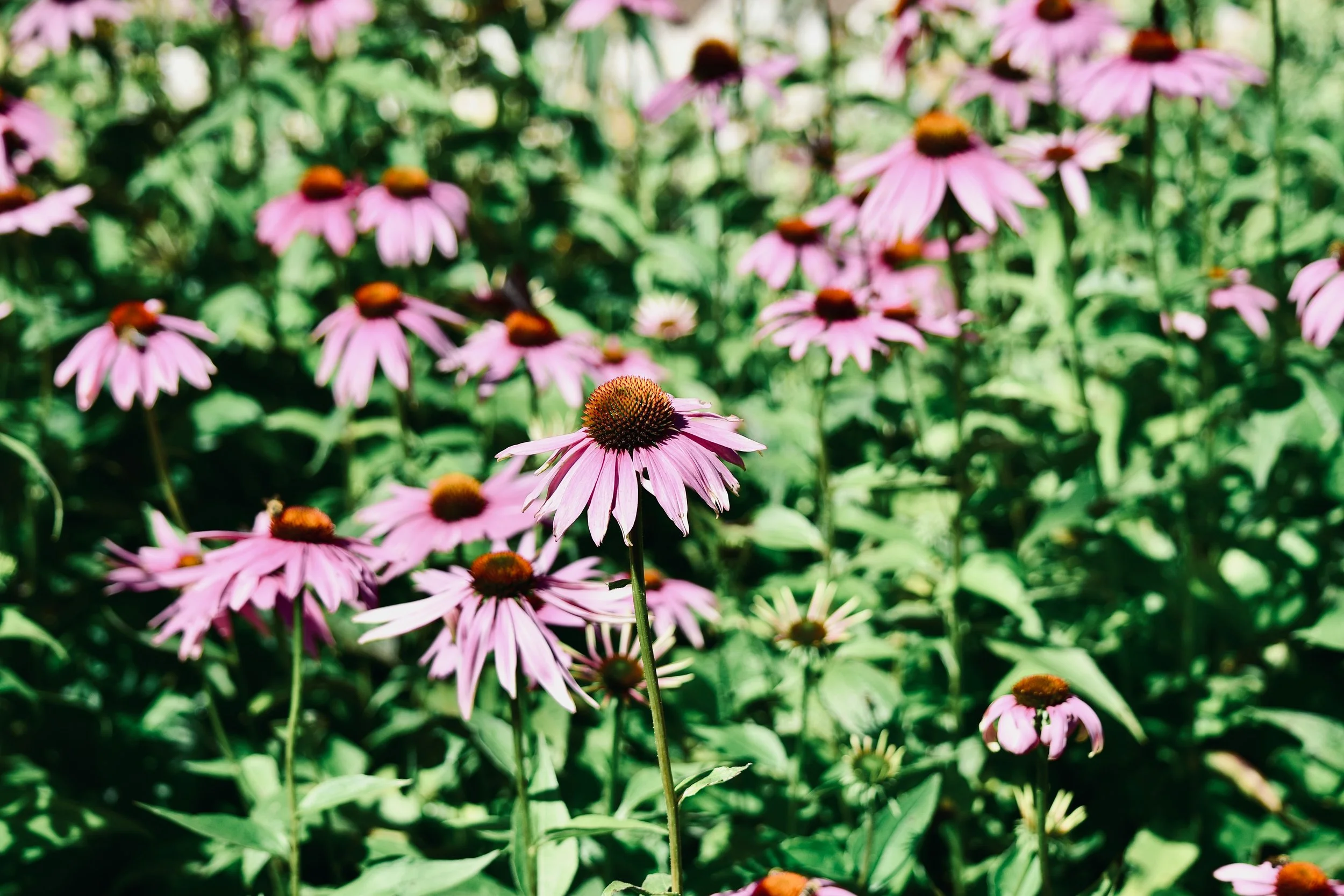 Getting Started With Native Gardening