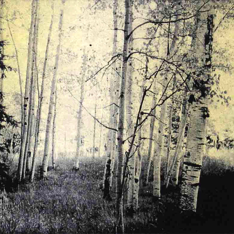 Aspens | Wiggin, Lynch