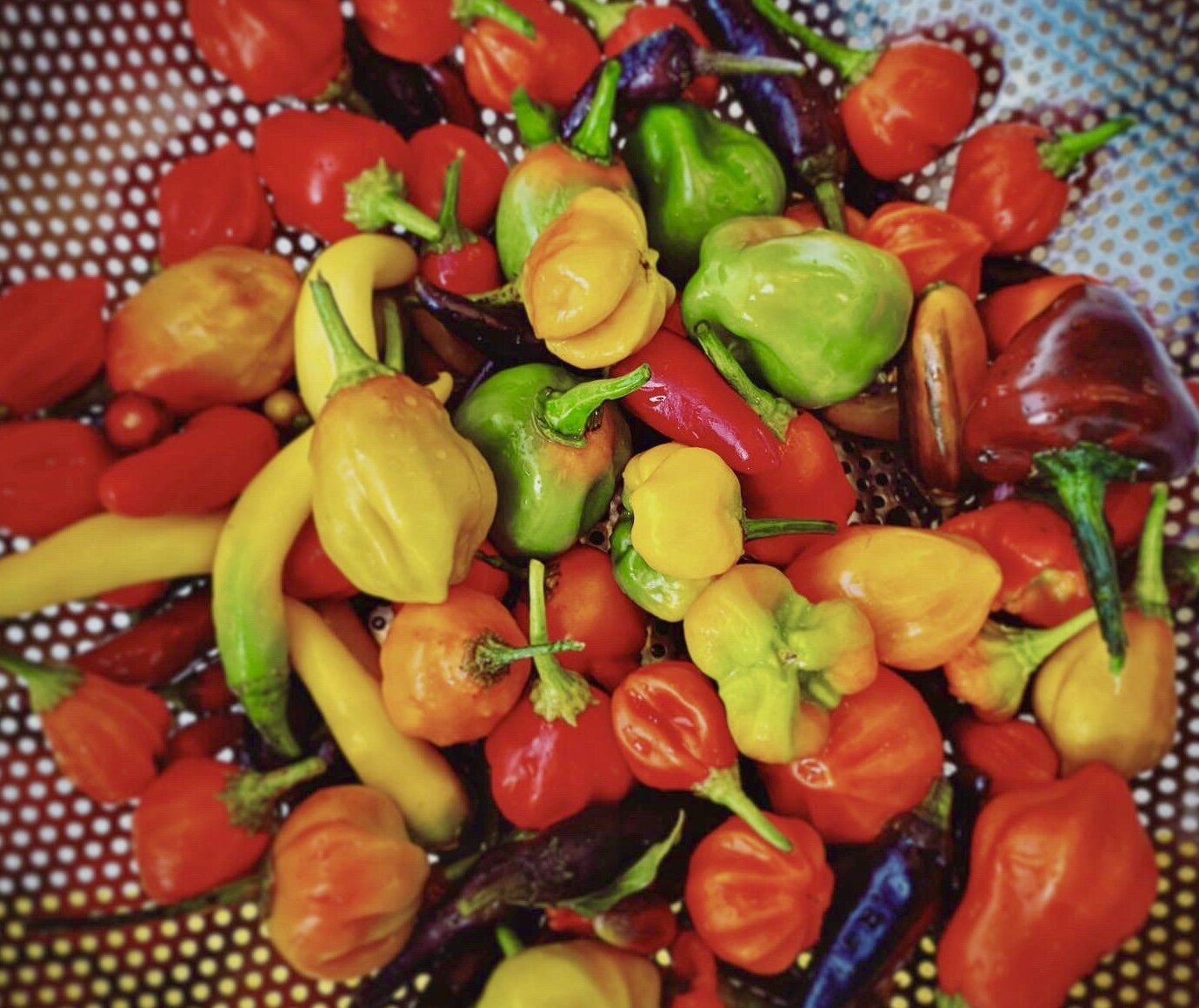 variety of peppers.jpg