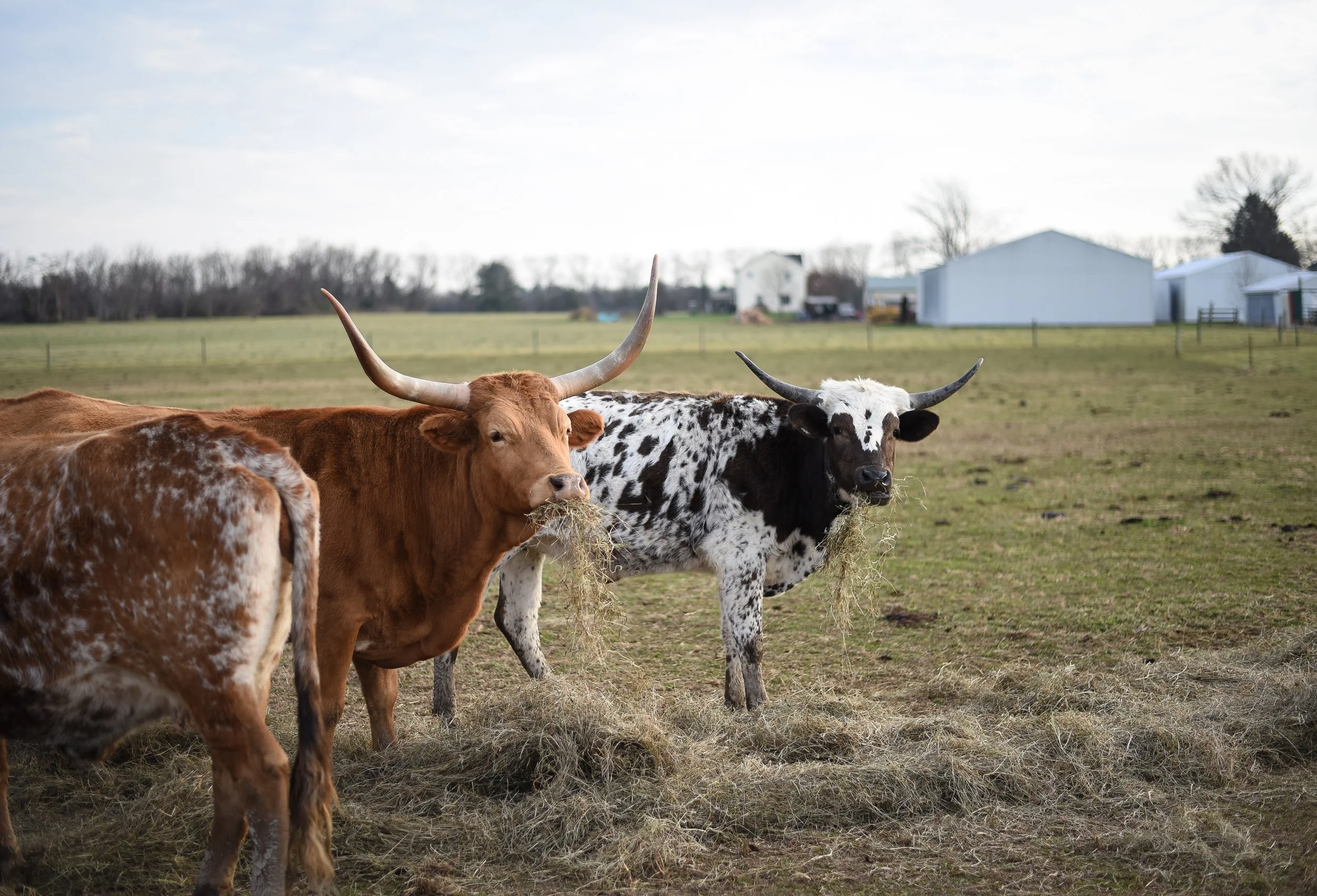 LONGHORNS 2021-21.JPG