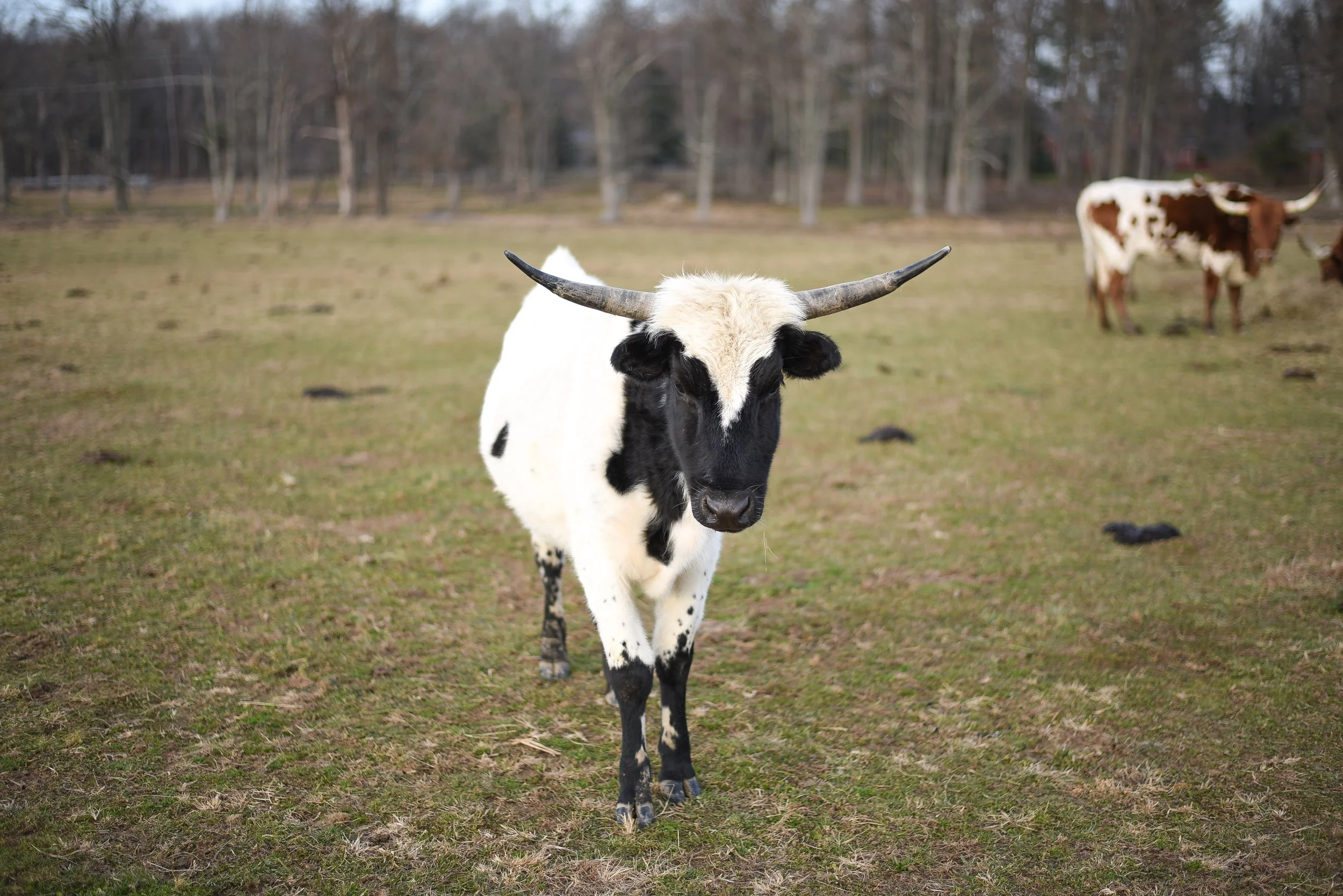 LONGHORNS 2021-8.JPG