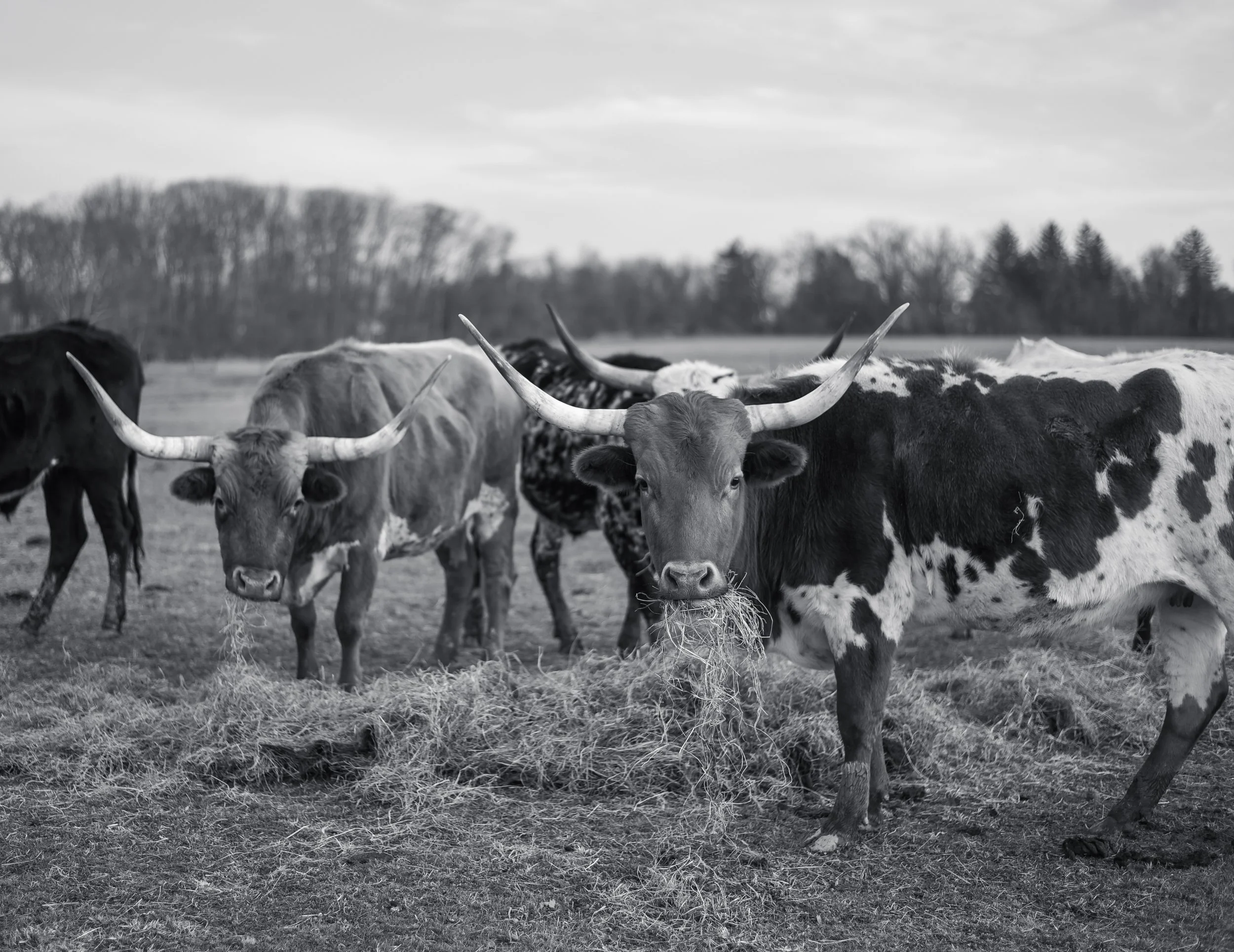 LONGHORNS 2021-13.JPG