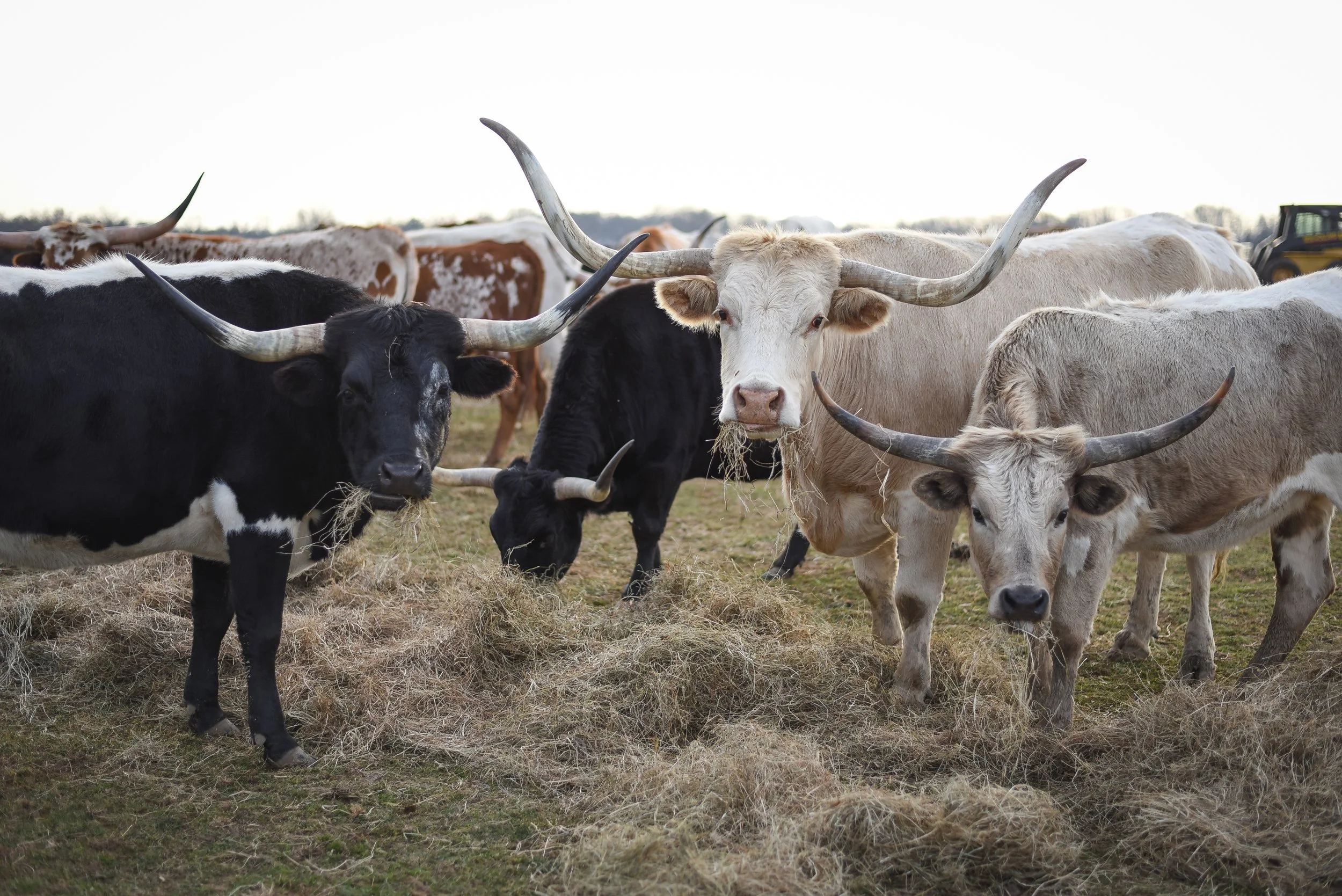 LONGHORNS 2021-15.JPG