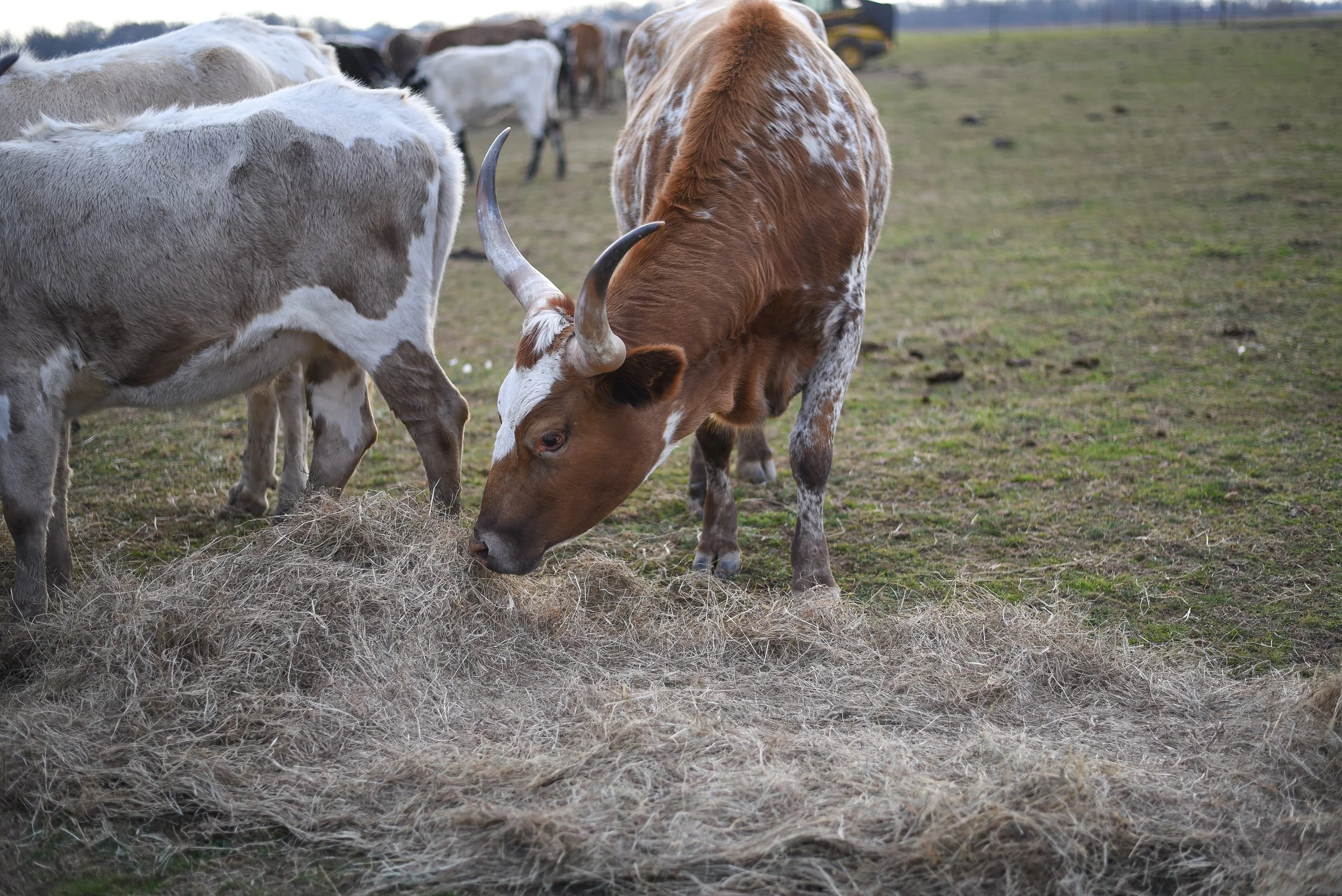 LONGHORNS 2021-17.JPG