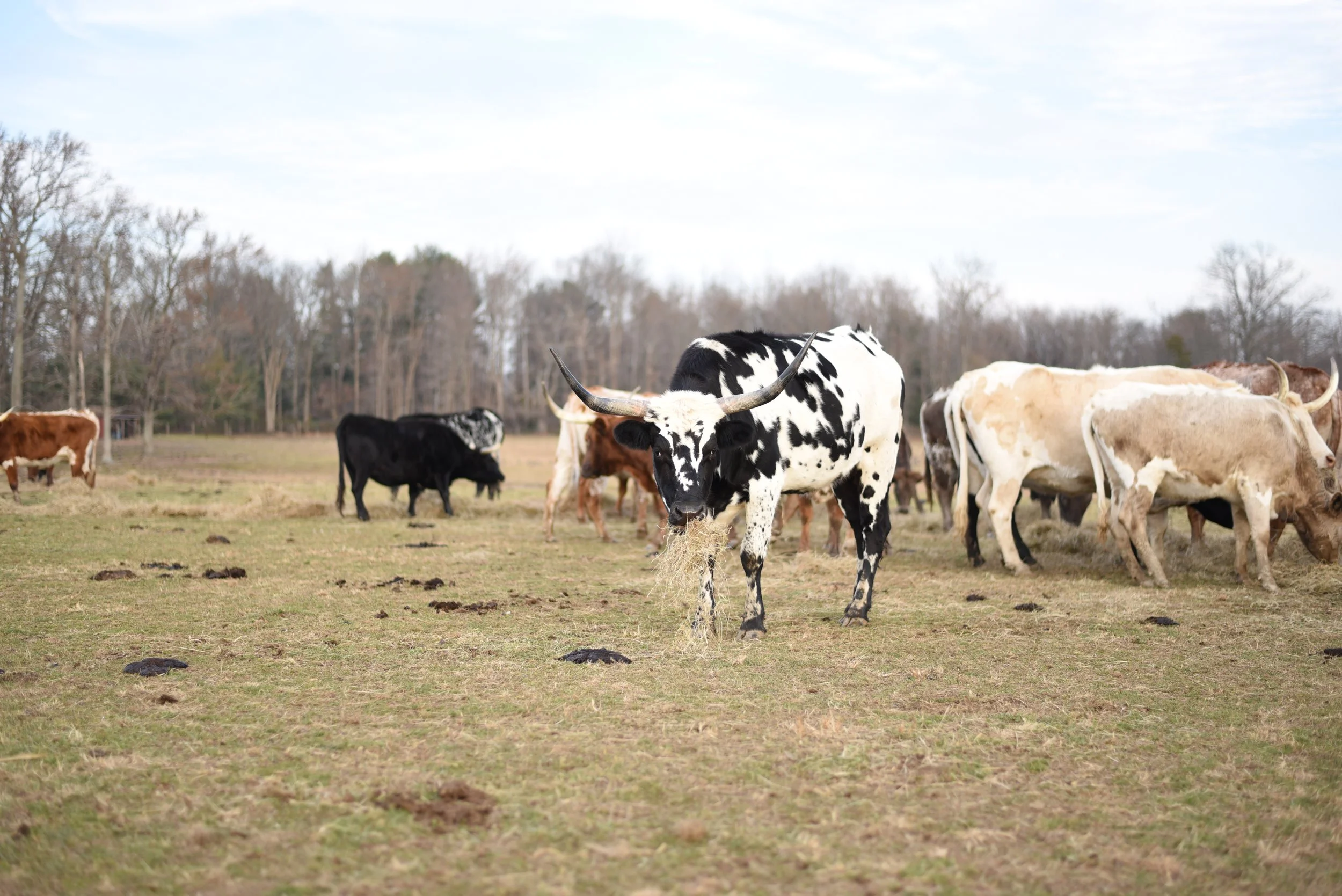 LONGHORNS 2021-5.JPG