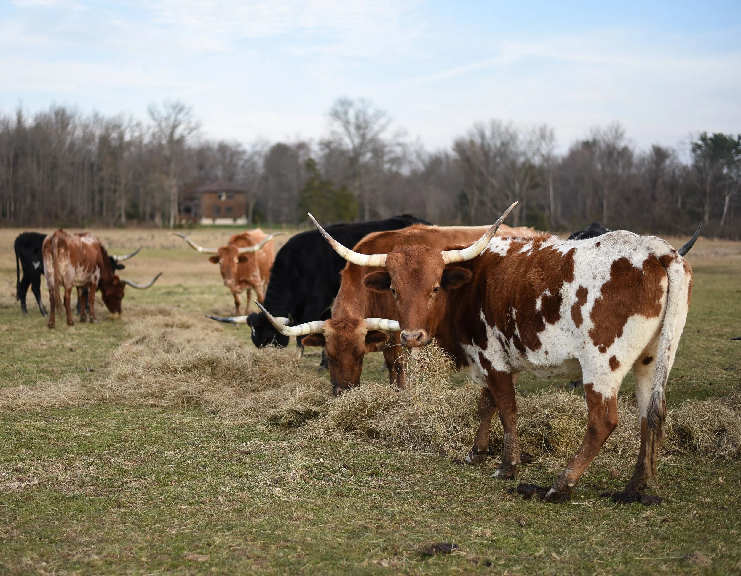 LONGHORNS 2021-11.JPG