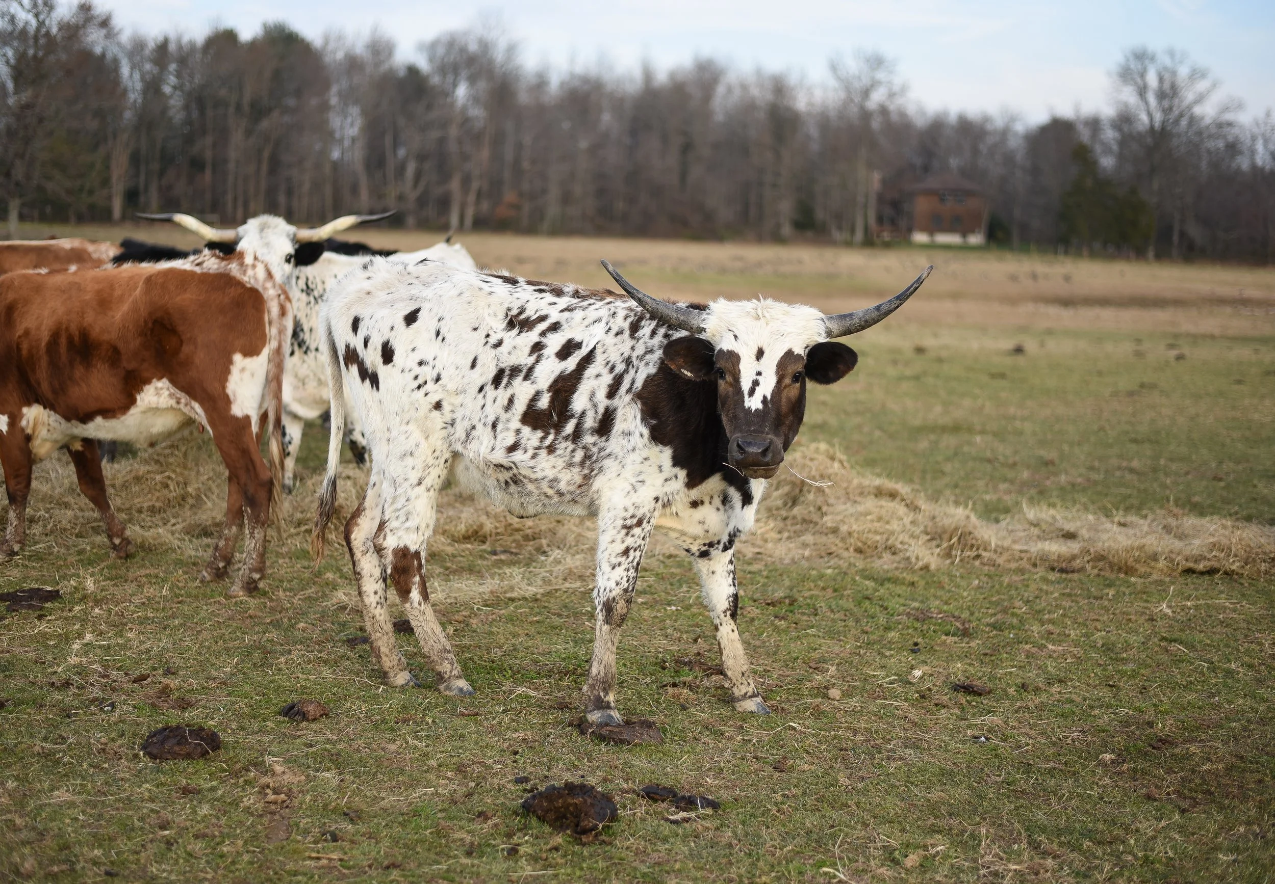 LONGHORNS 2021-10.JPG