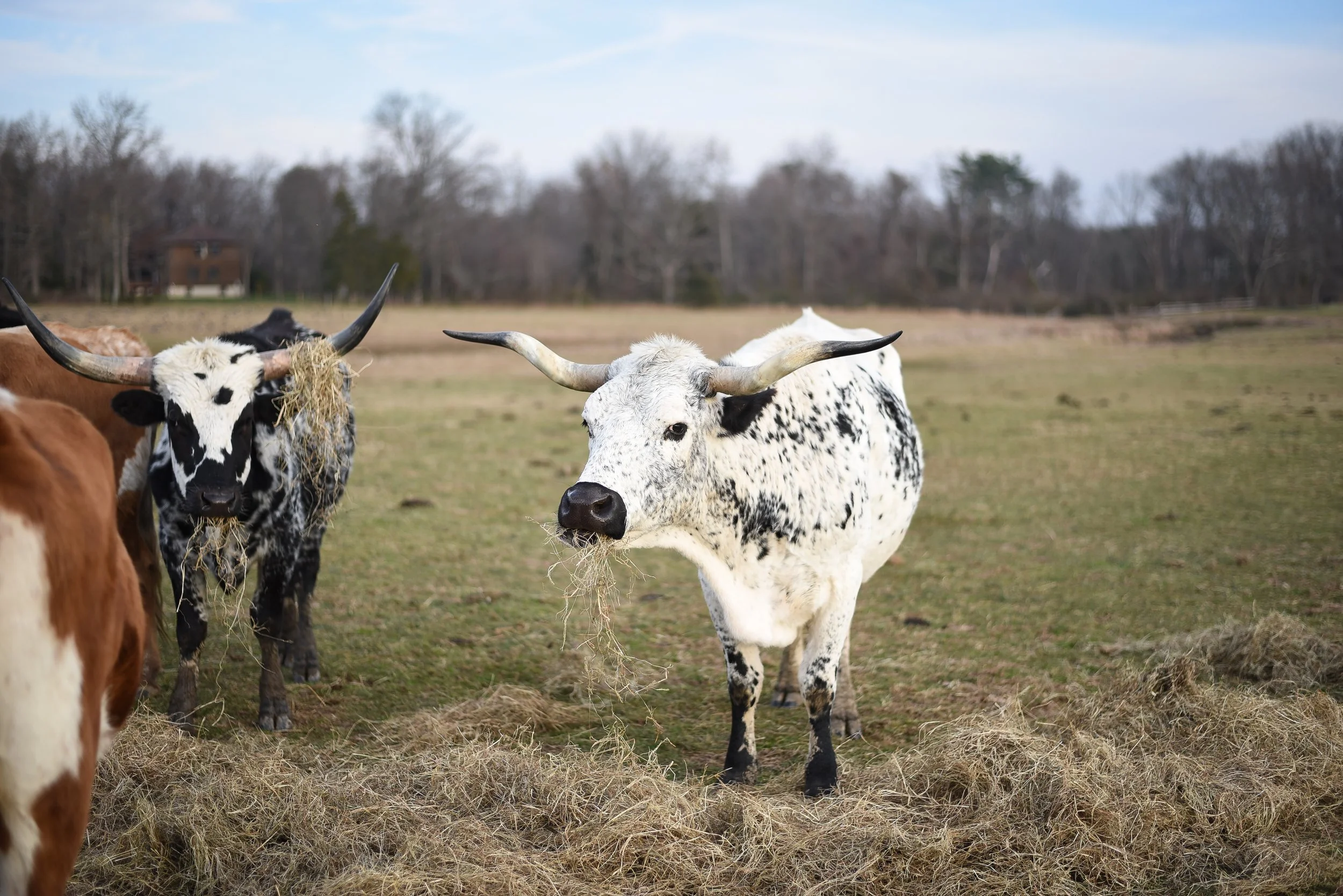 LONGHORNS 2021-14.JPG