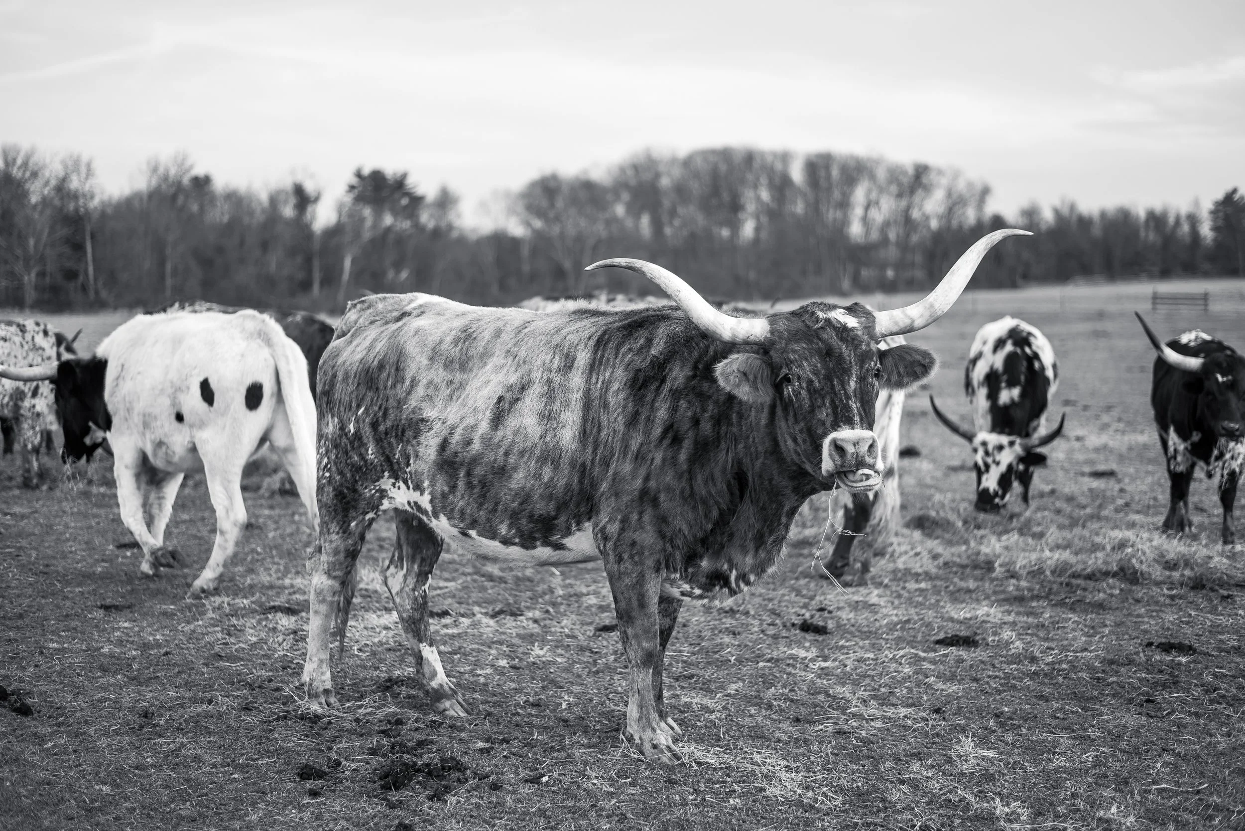 LONGHORNS 2021-7.JPG