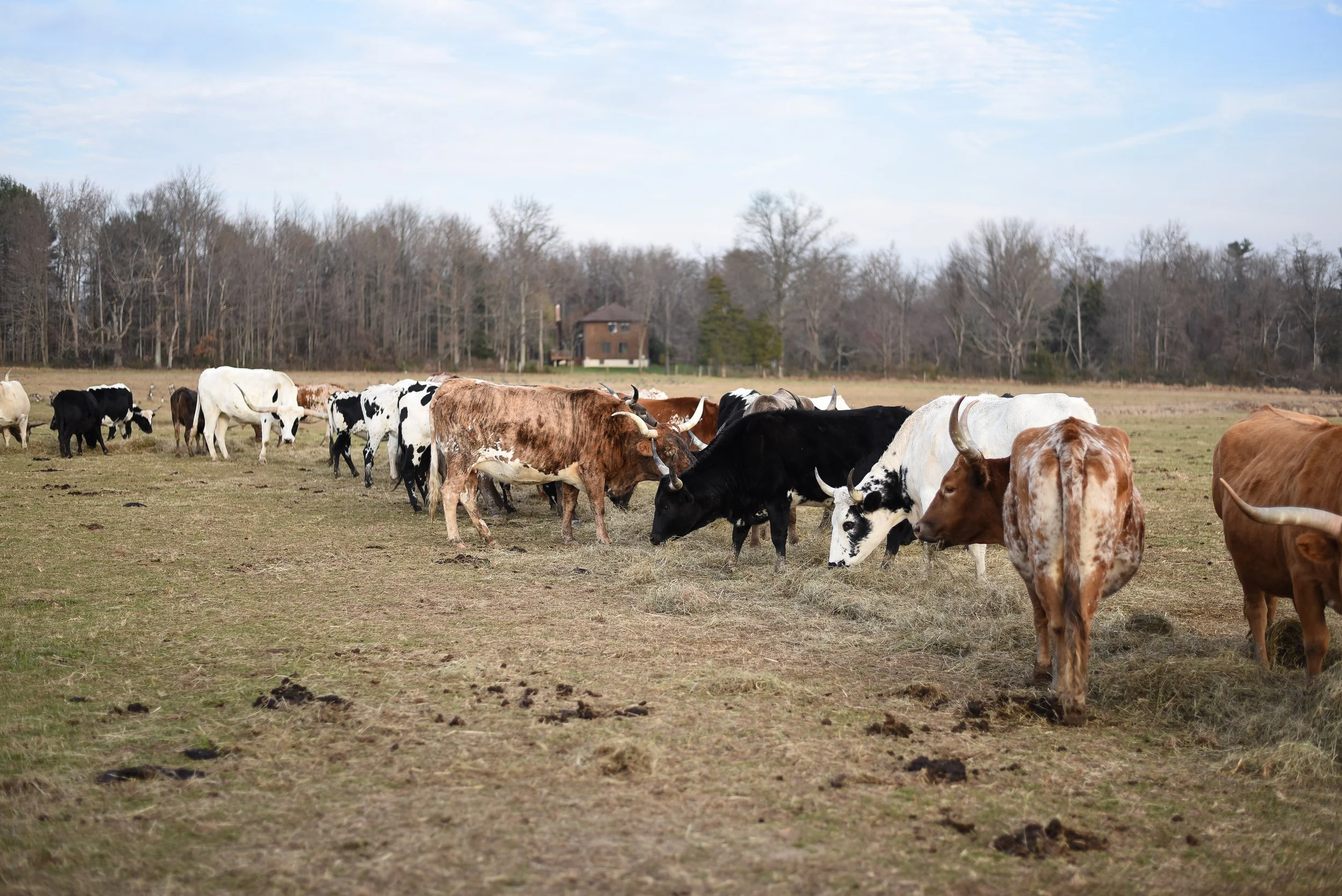 LONGHORNS 2021-22.JPG
