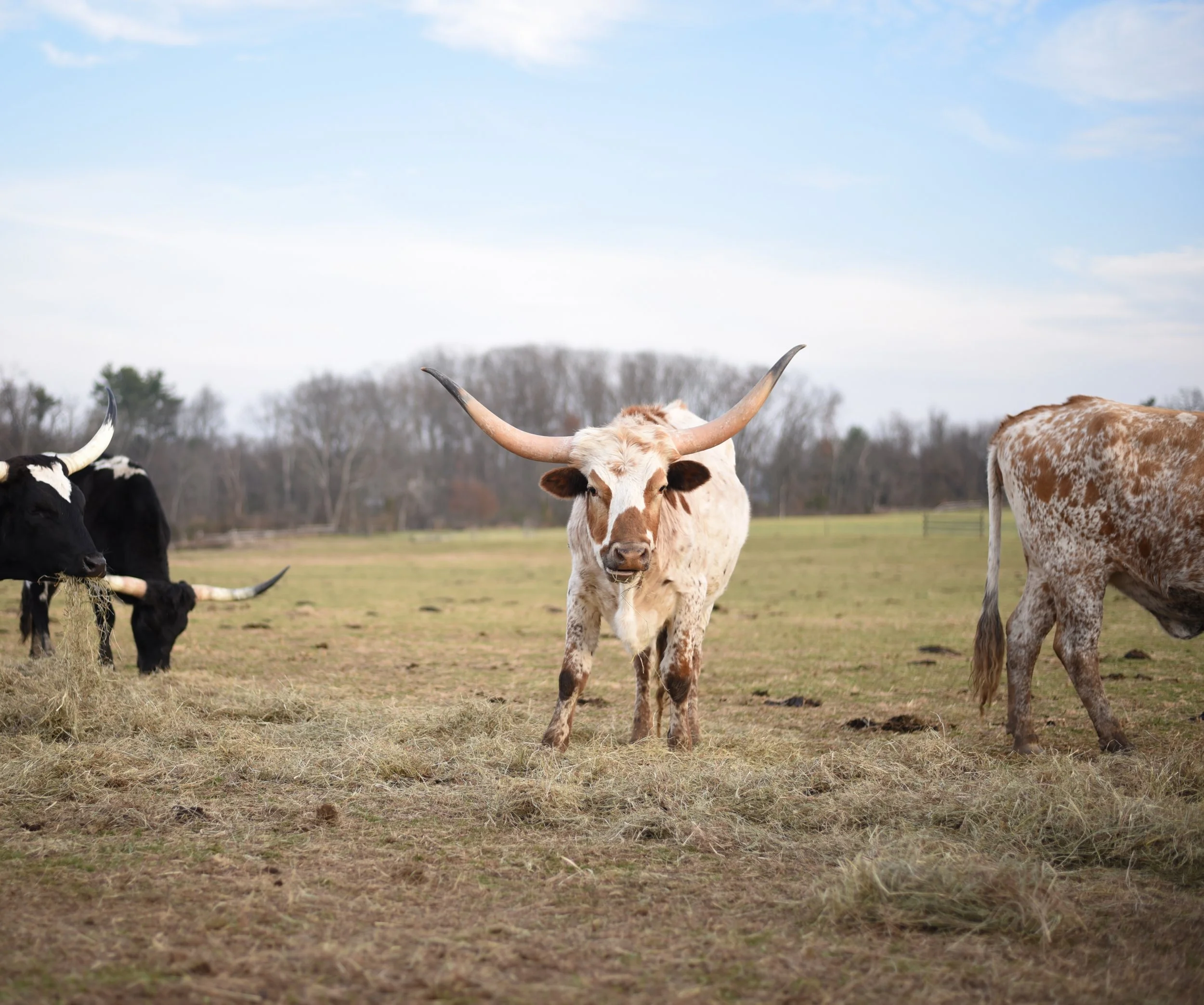 LONGHORNS 2021-2.JPG