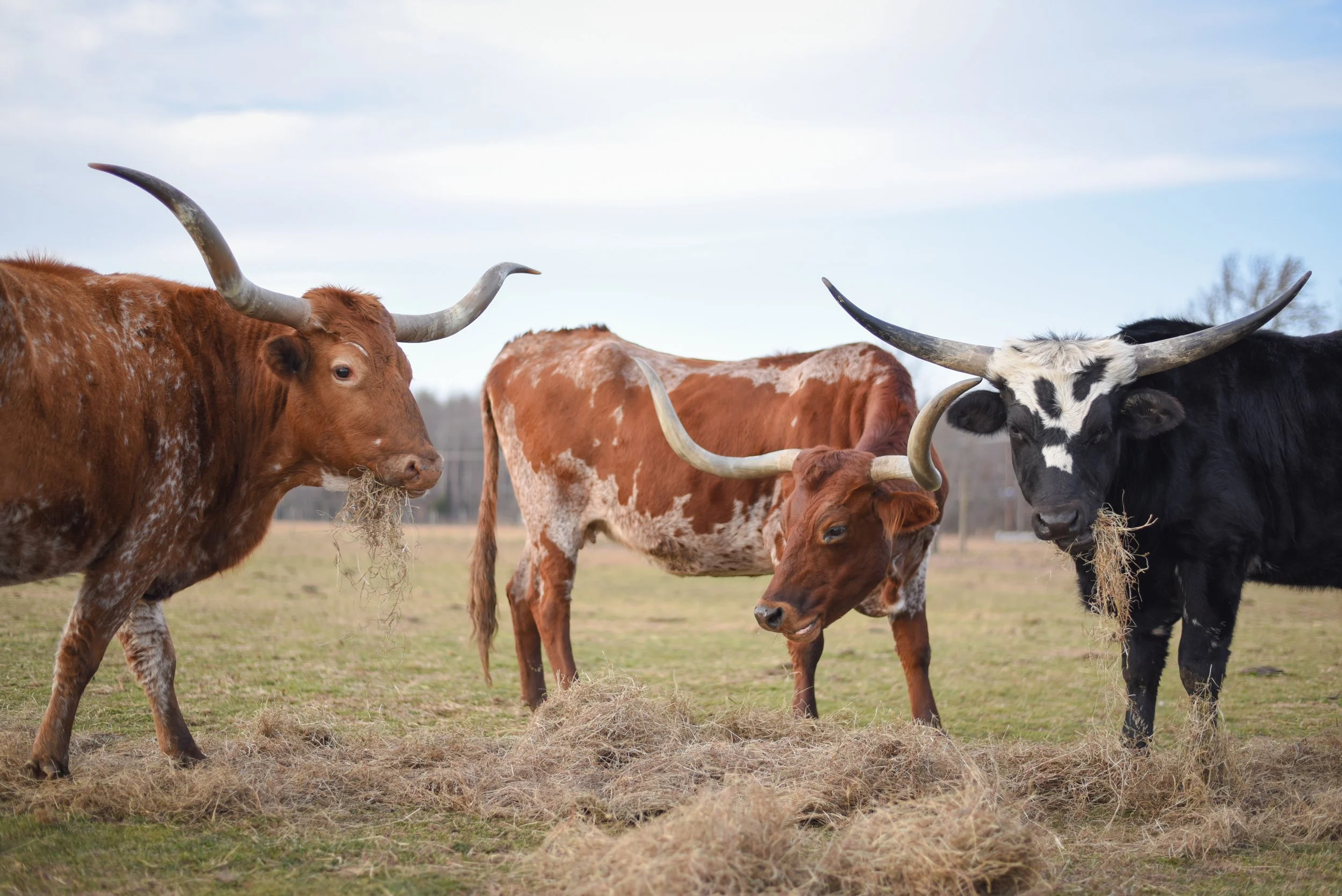 LONGHORNS 2021-19.JPG