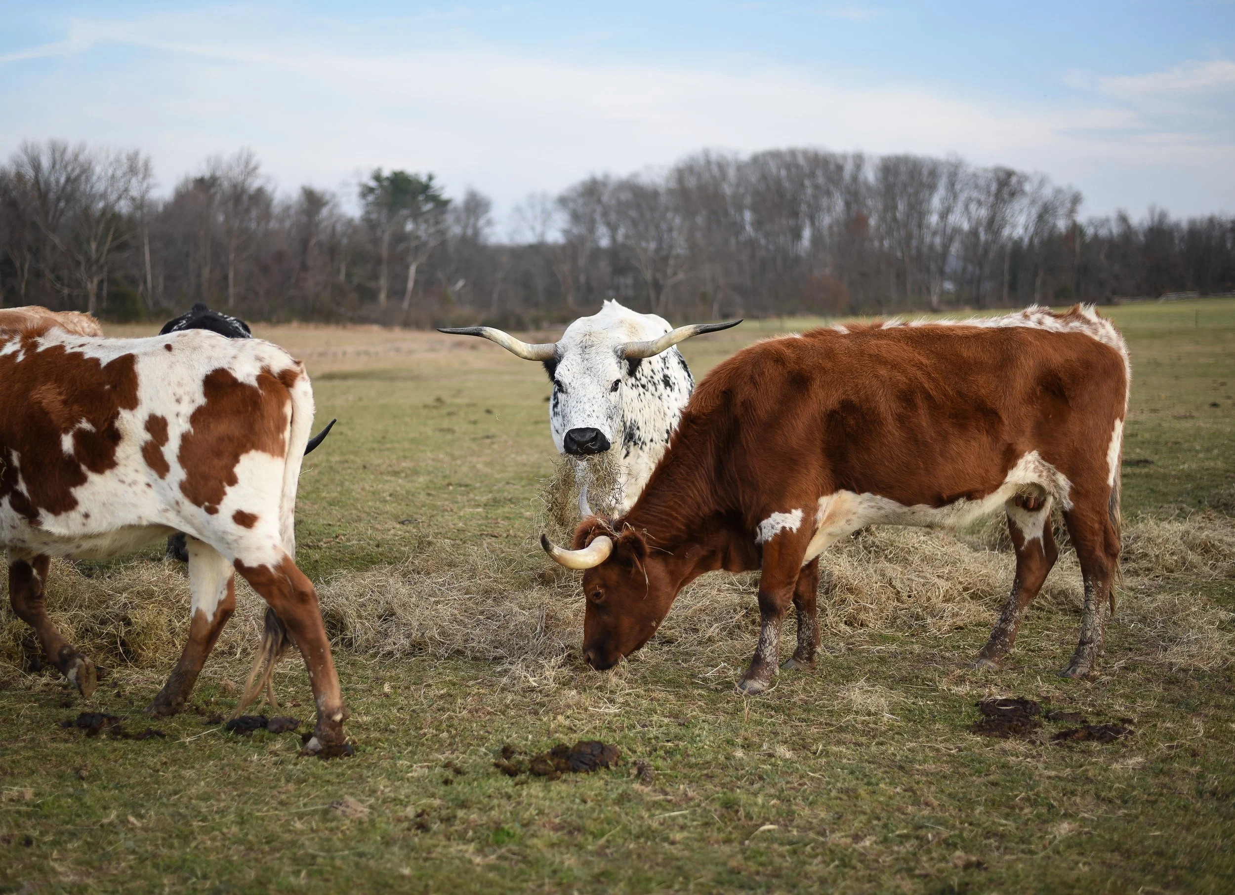 LONGHORNS 2021-12.JPG