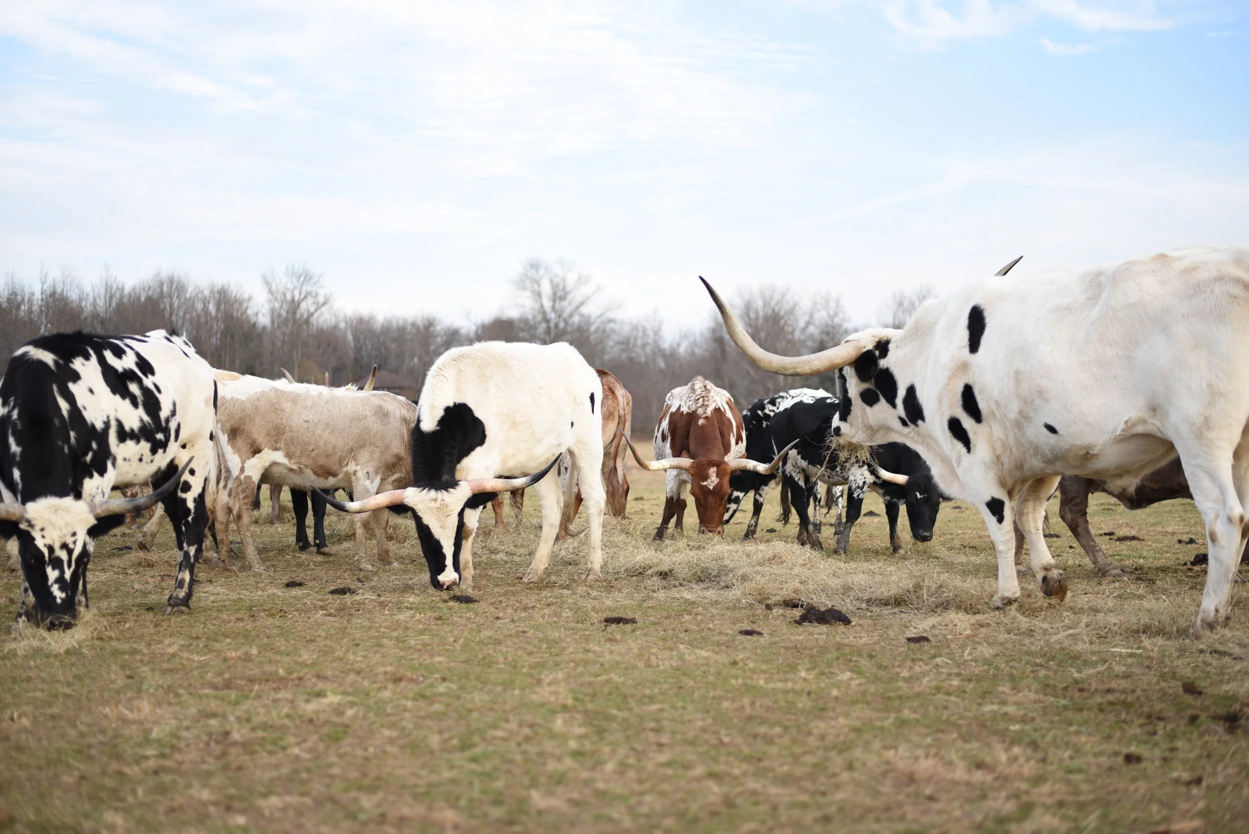LONGHORNS 2021-6.JPG