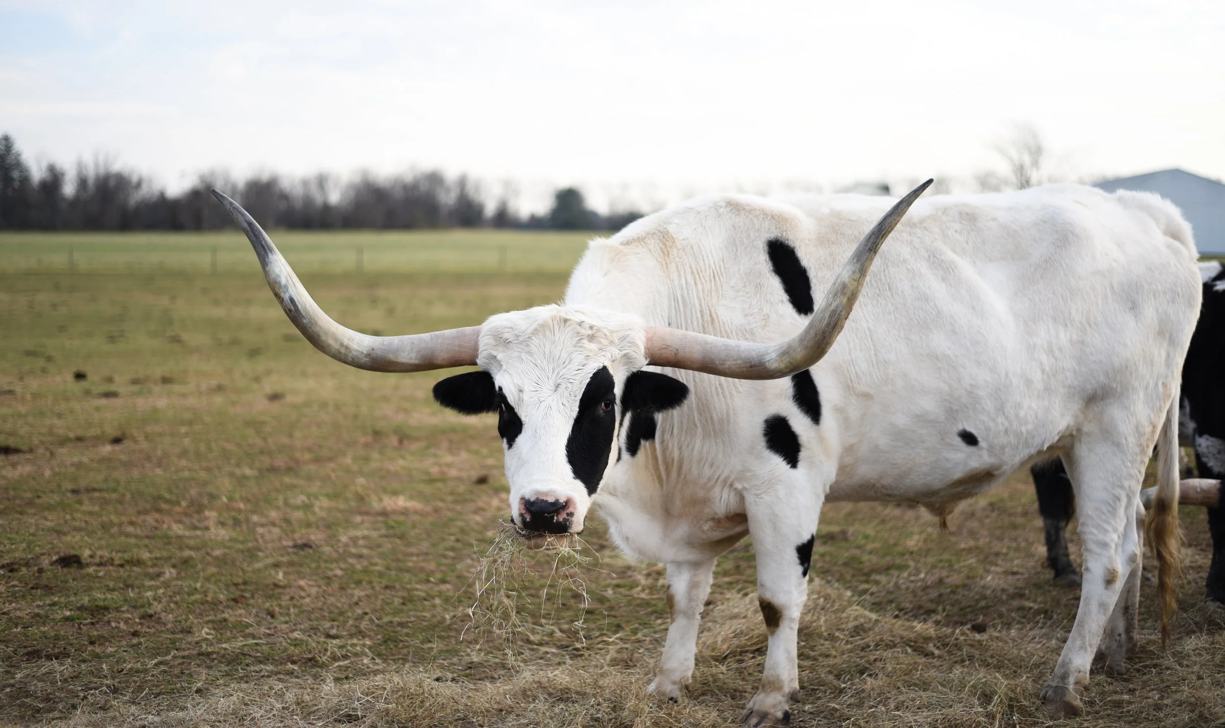 LONGHORNS 2021-9.JPG
