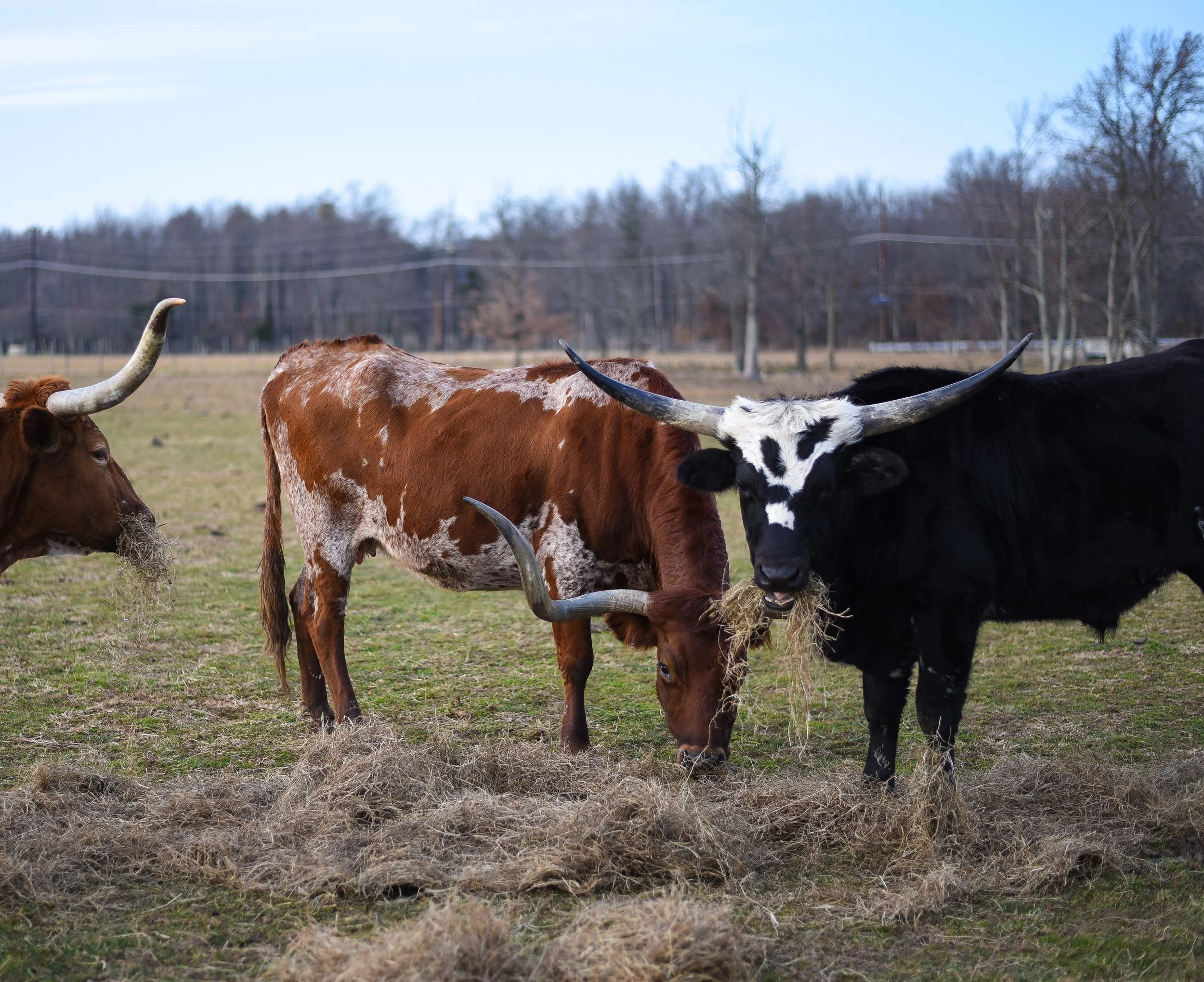 LONGHORNS 2021-18.JPG