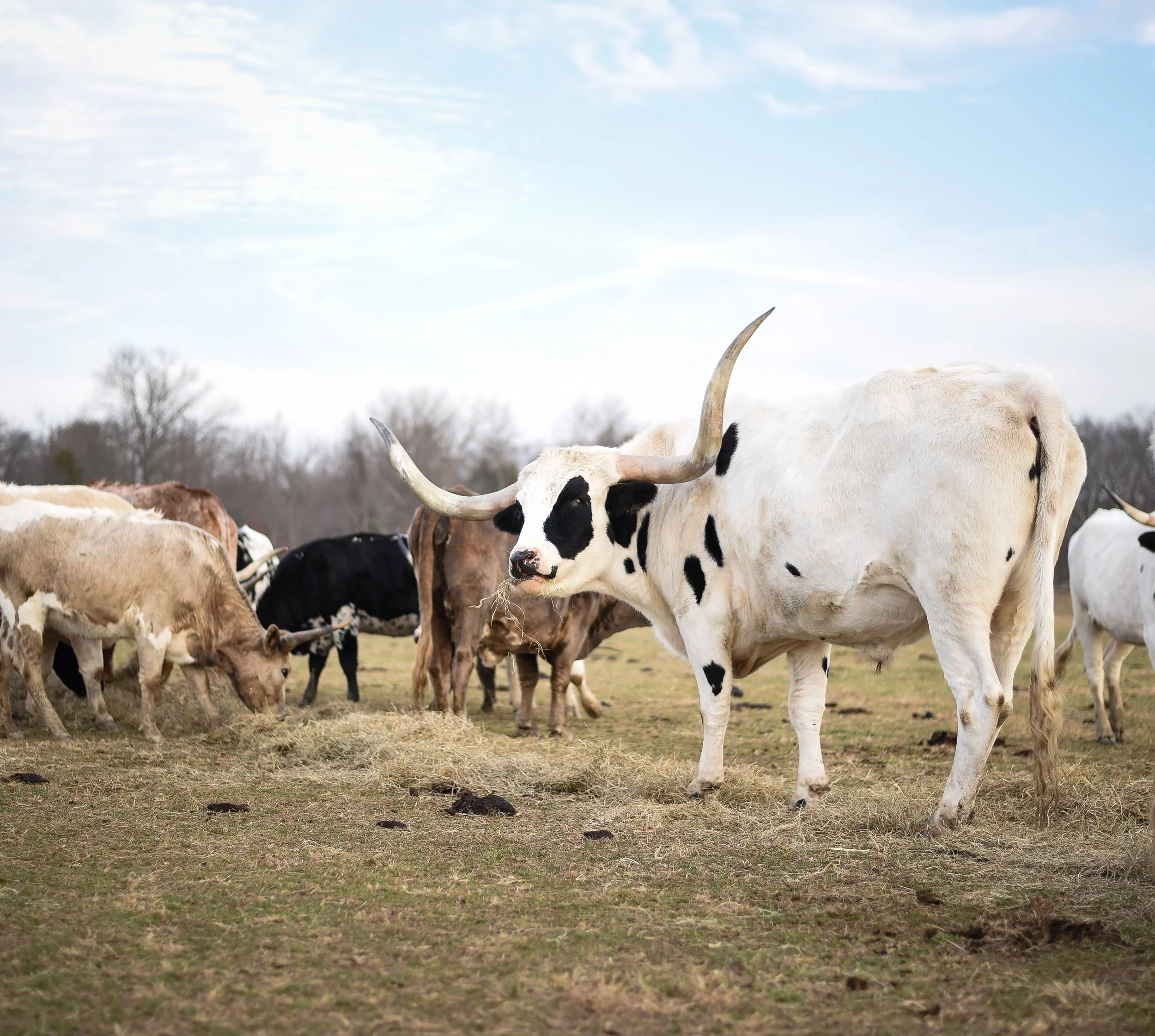 LONGHORNS 2021-3.JPG