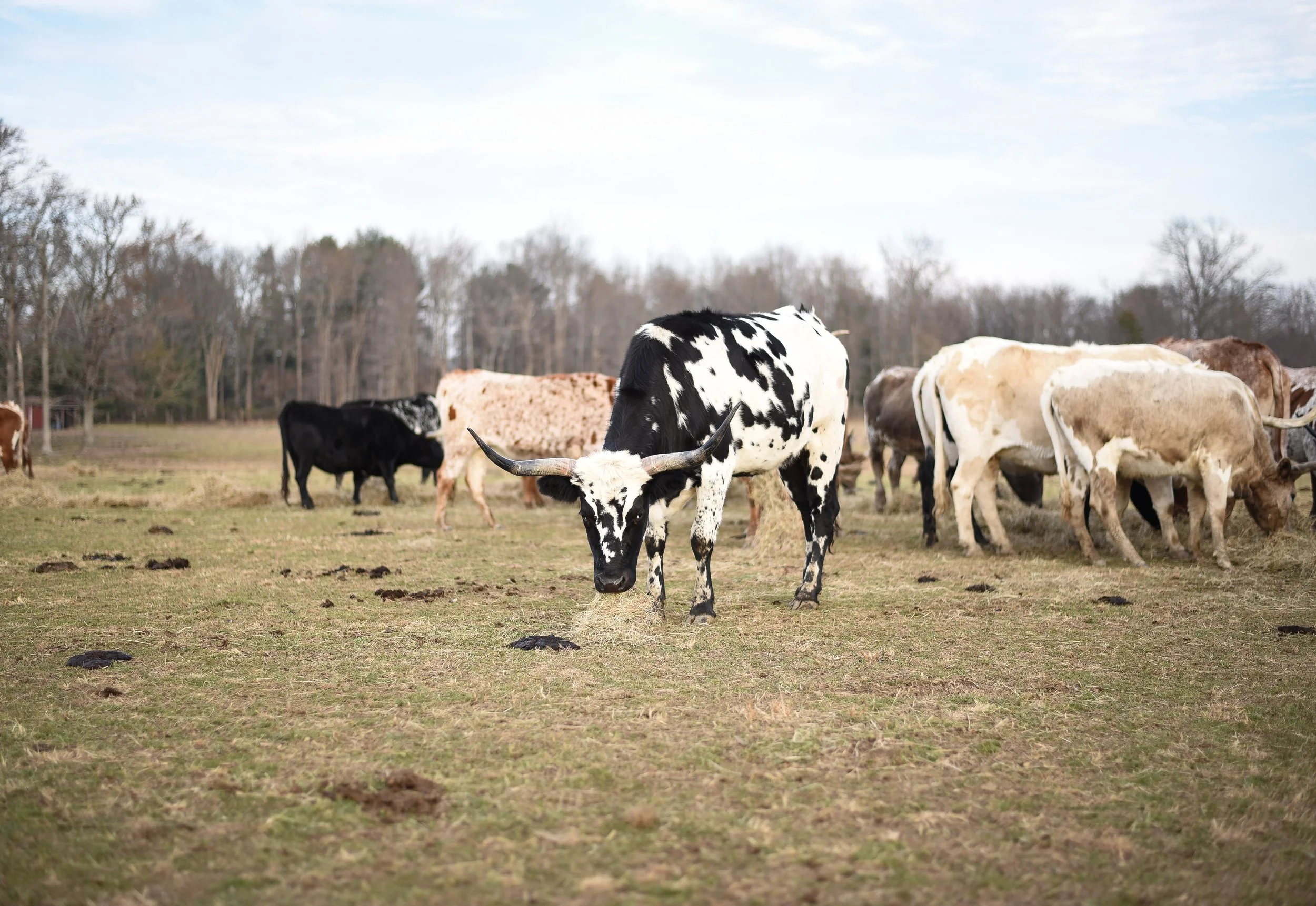 LONGHORNS 2021-4.JPG