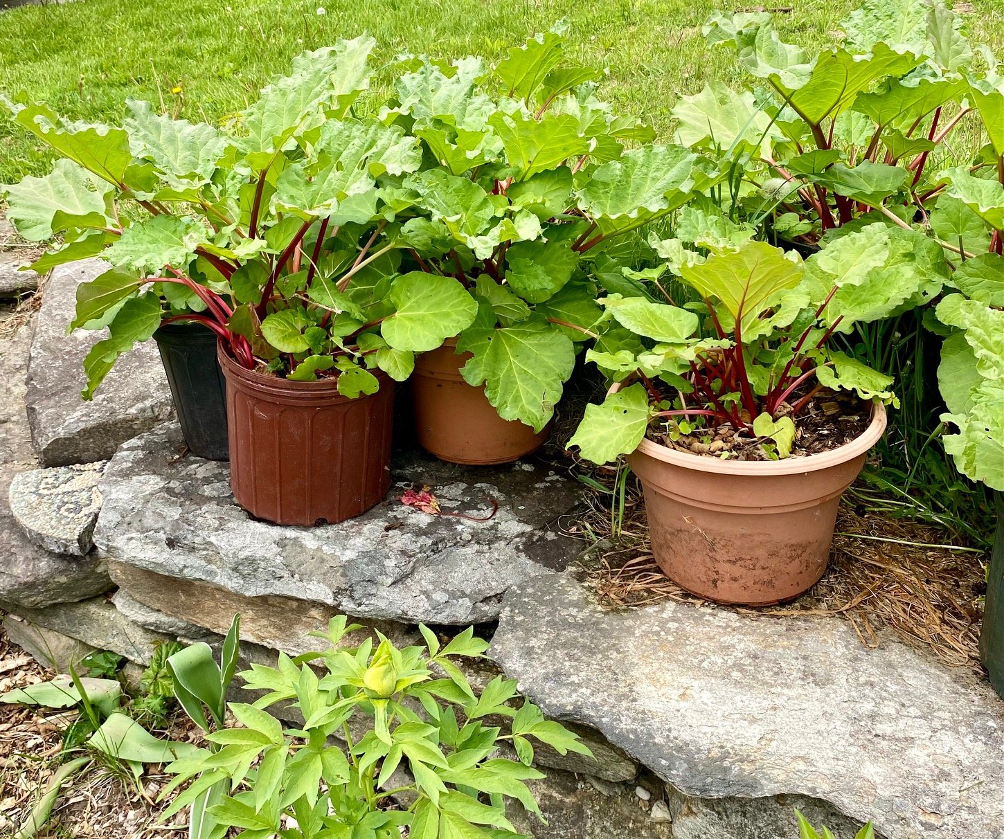 Rhubarb_Lrg.jpg.jpeg