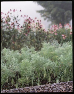 babyfennel.jpg