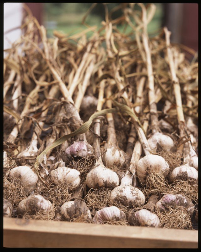 driedgarlic.jpg
